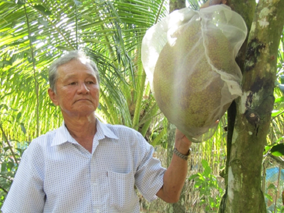 Đời sống - Anh nông dân “đút túi” 3 tỷ đồng nhờ trồng loại cây quen thuộc cho quả “to bự” (Hình 2).