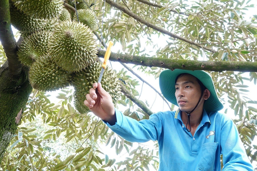 Đời sống - Anh nông dân 'bỏ phố' về quê nhẹ nhàng kiếm tiền tỷ nhờ trồng loài cây 'hái ra tiền' (Hình 3).