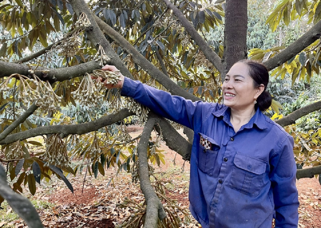 Đời sống - Chị nông dân nhẹ nhàng bỏ túi 1,5 tỷ nhờ trồng thứ cây 'gai góc ngọt ngào'