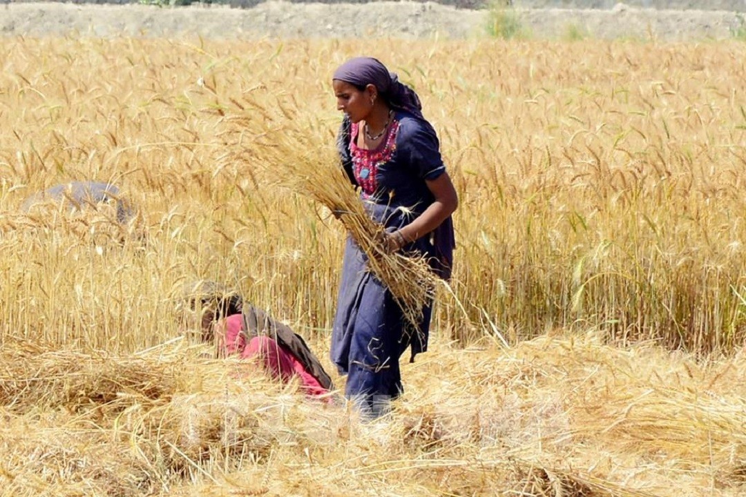Ngành lương thực Tp.HCM áp lực bởi nguồn cung, tiêu chuẩn và năng lực doanh nghiệp - Ảnh 3.