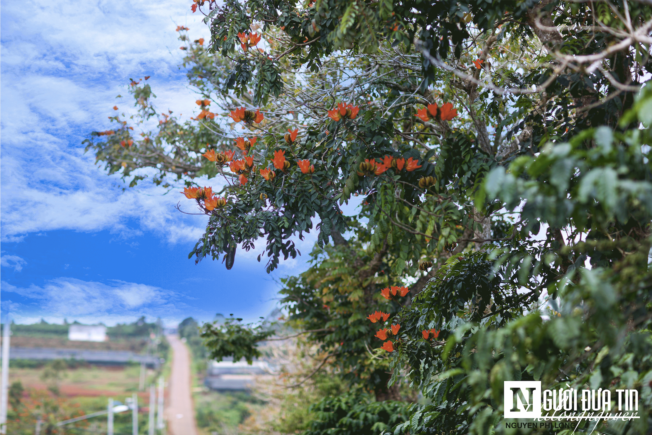 Văn hoá - Ngắm sắc hoa trở thành hoài niệm ở vùng đất Tây Nguyên (Hình 9).