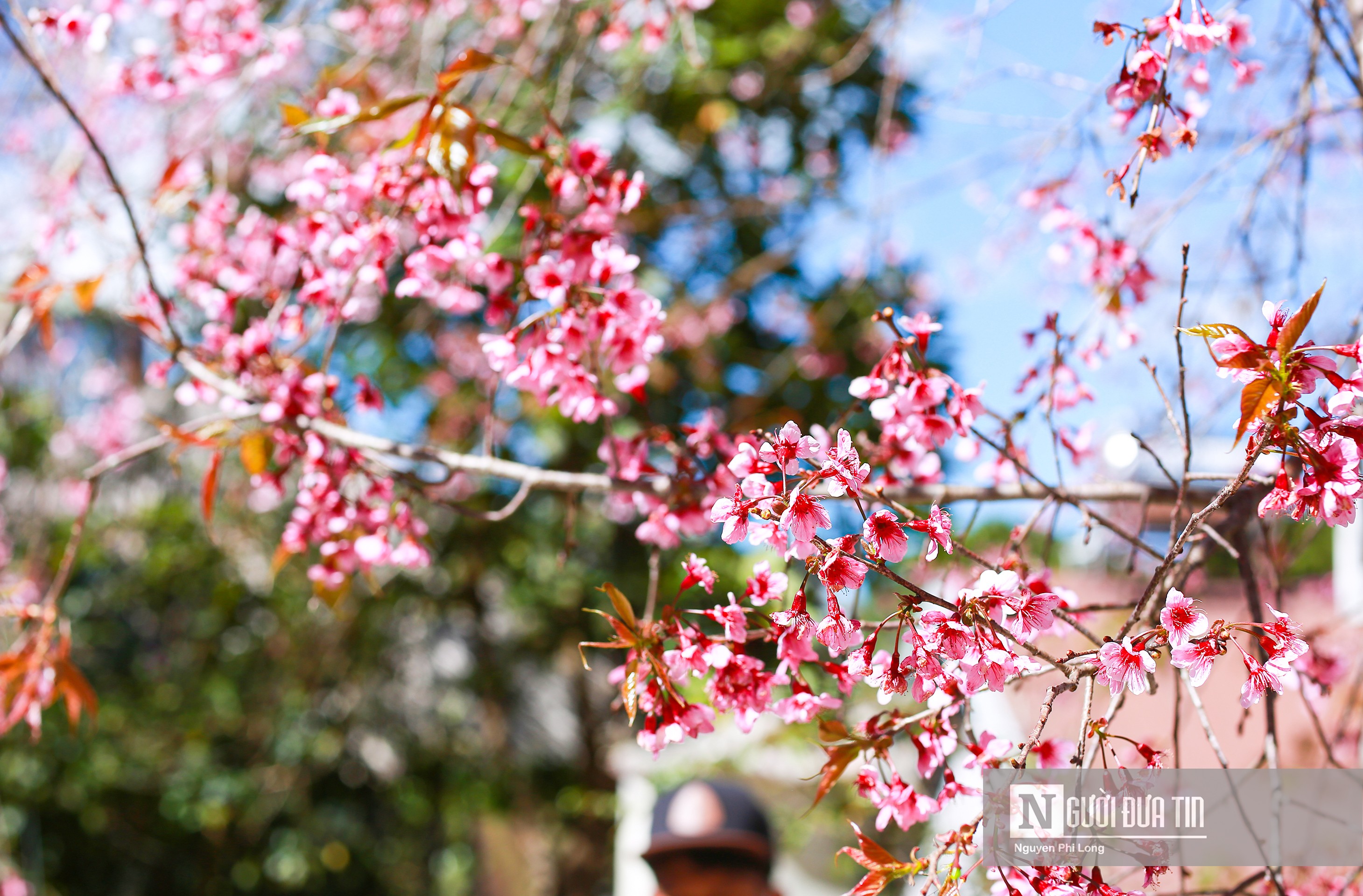 Văn hoá - Ngắm mai anh đào nở rộ trên xứ sở sương mù