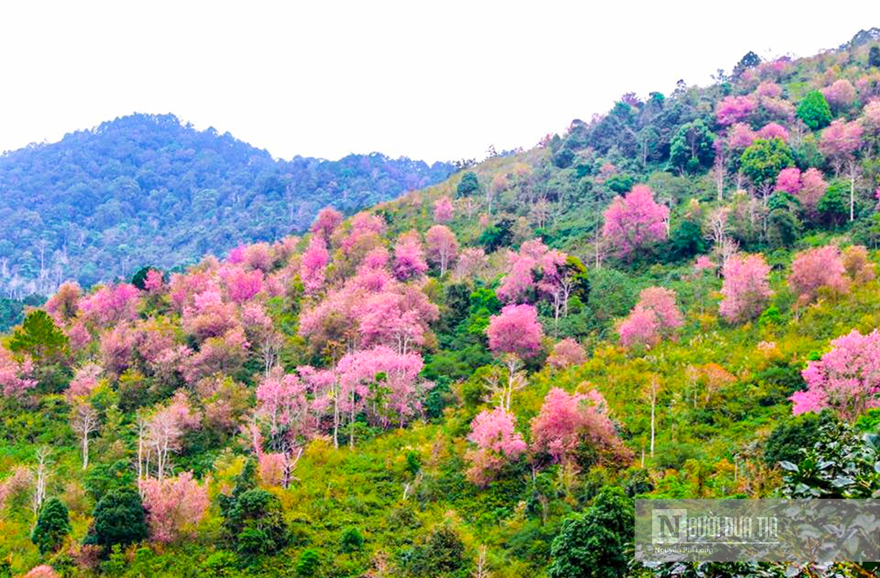 Văn hoá - Ngắm mai anh đào nở rộ trên xứ sở sương mù (Hình 2).