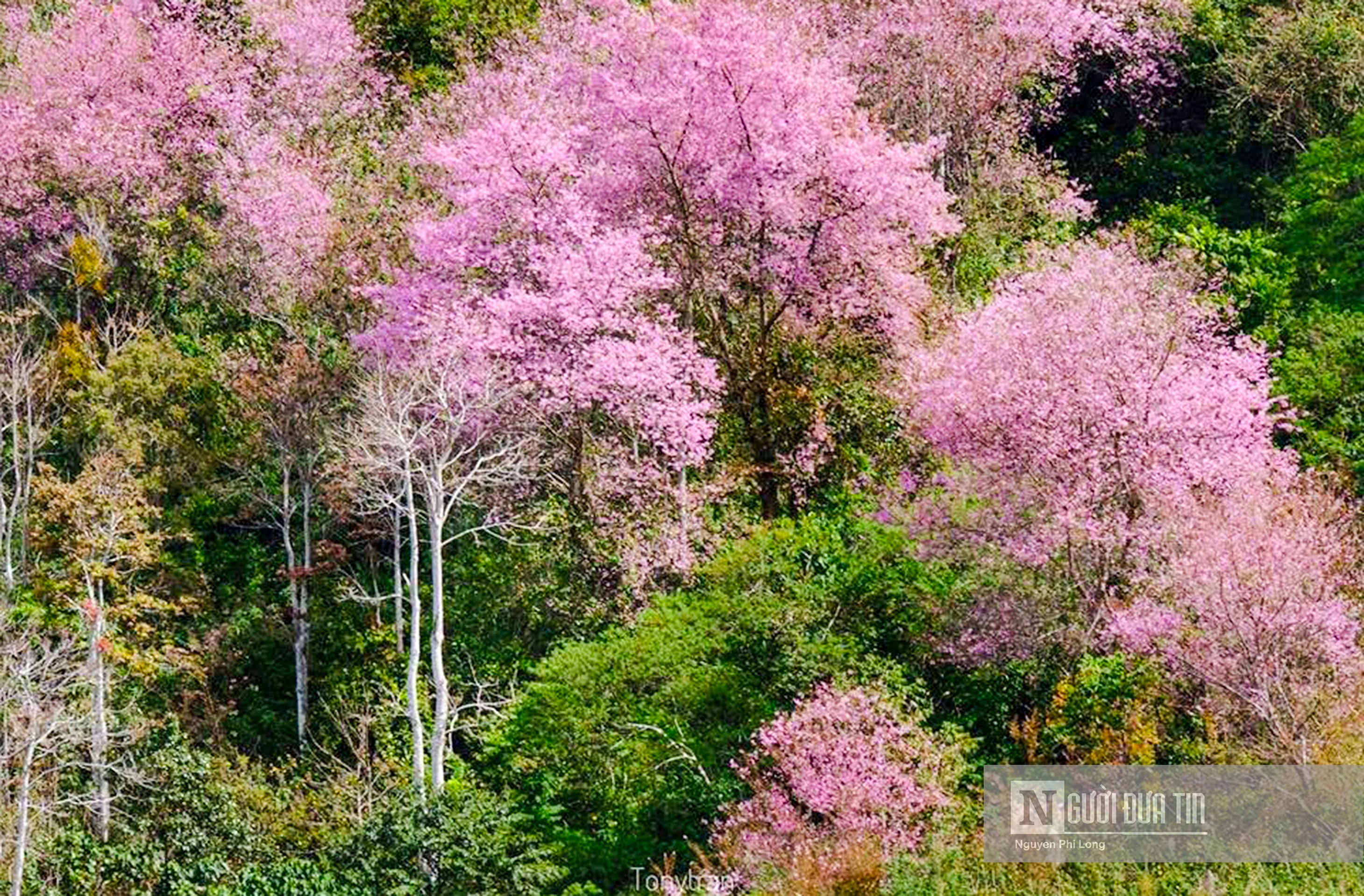 Văn hoá - Ngắm mai anh đào nở rộ trên xứ sở sương mù (Hình 5).