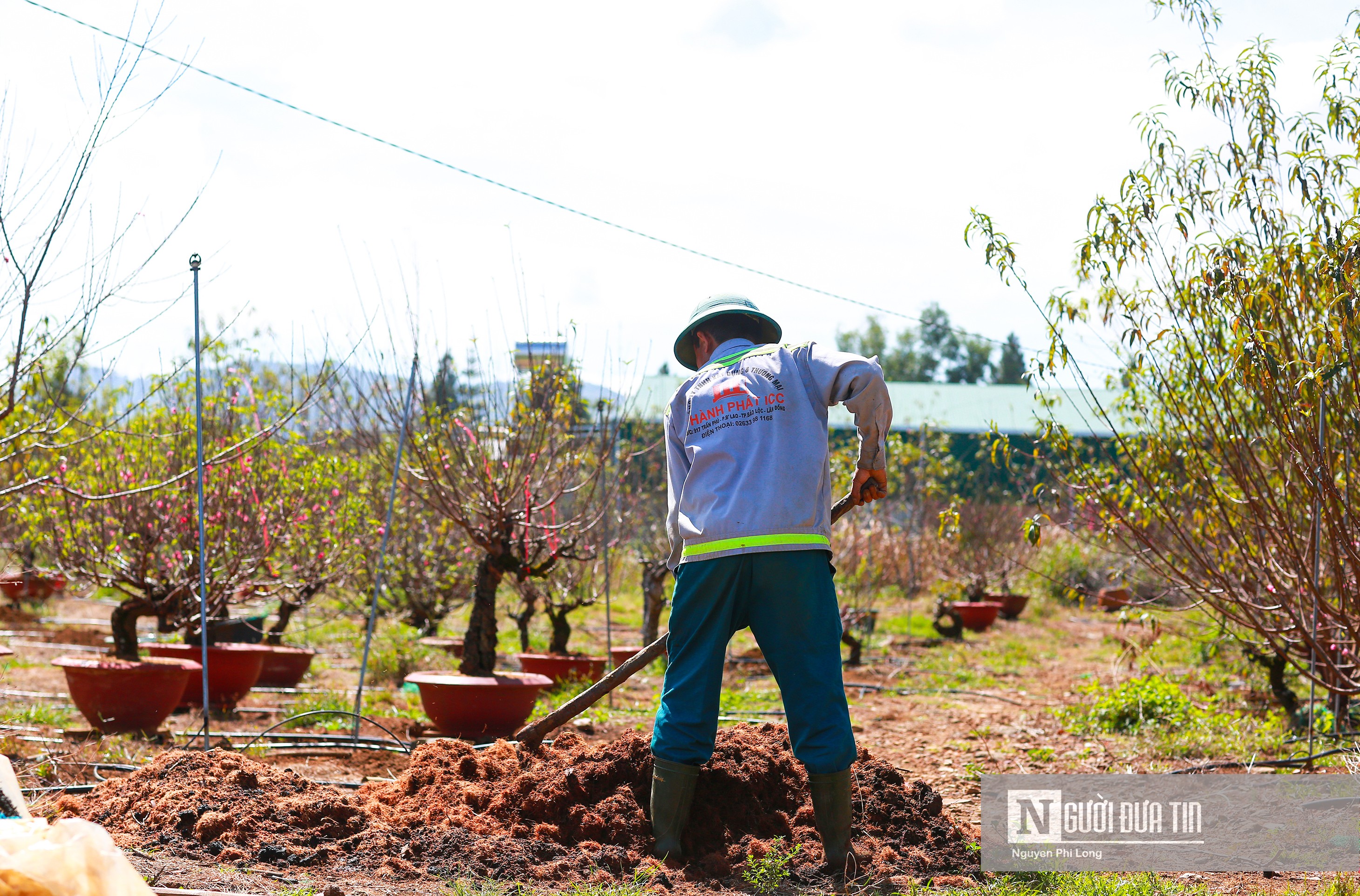 Văn hoá - Ngắm vườn đào Bắc chờ xuân trên vùng đất Tây Nguyên (Hình 11).