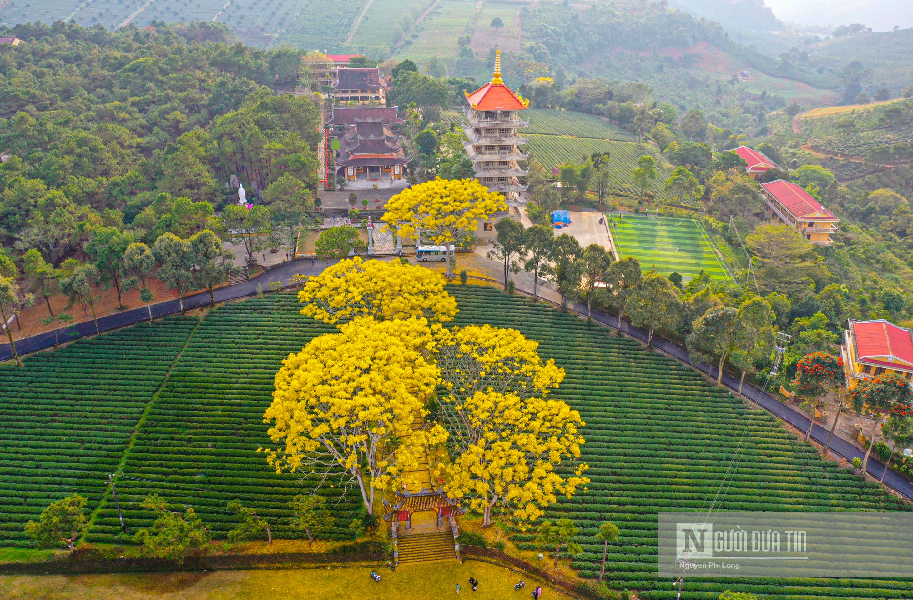 Sự kiện - Hoa phượng vàng ở Lâm Đồng nở rộ ngày đầu xuân Nhâm Dần (Hình 2).