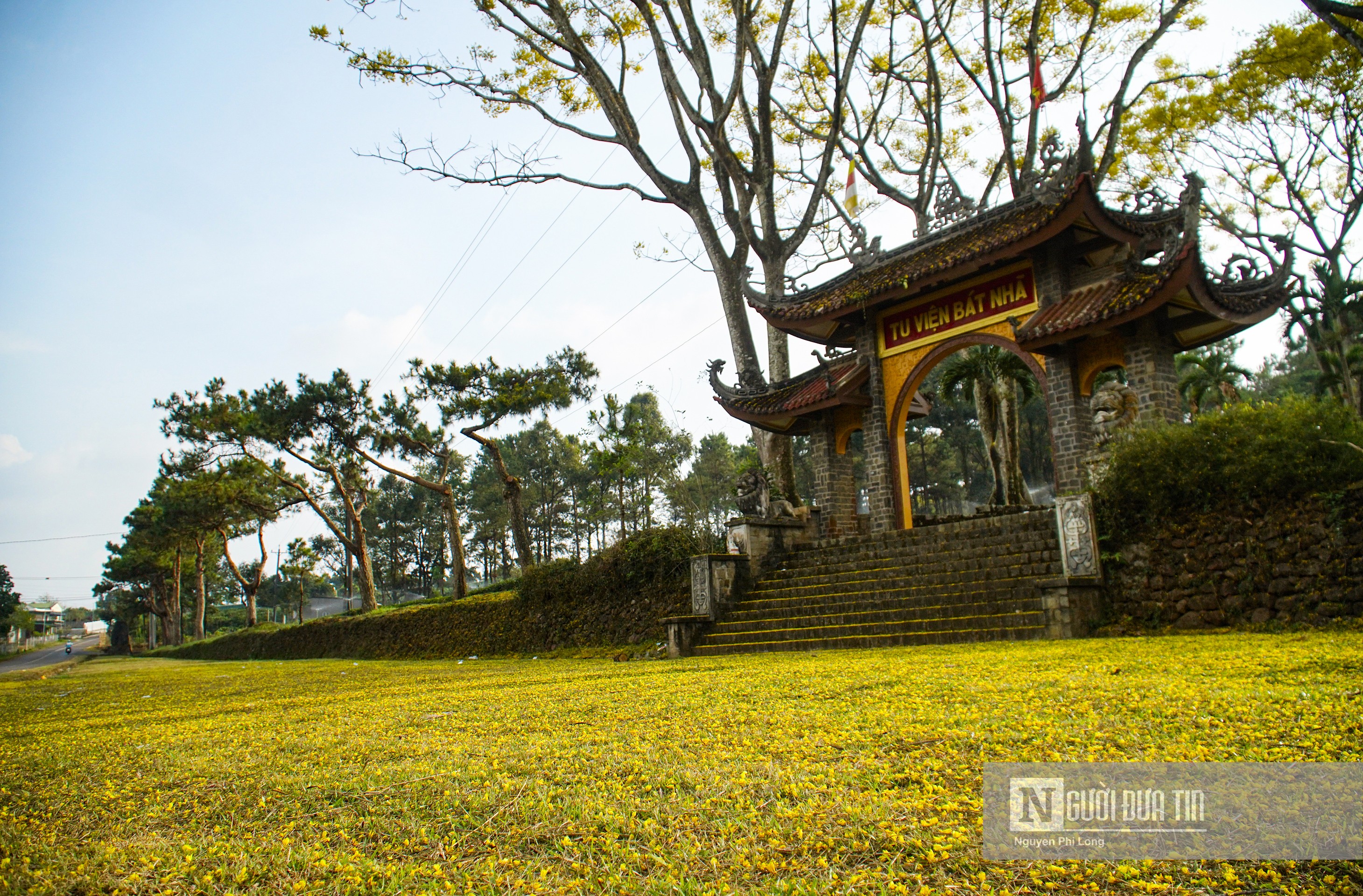 Sự kiện - Hoa phượng vàng ở Lâm Đồng nở rộ ngày đầu xuân Nhâm Dần (Hình 8).