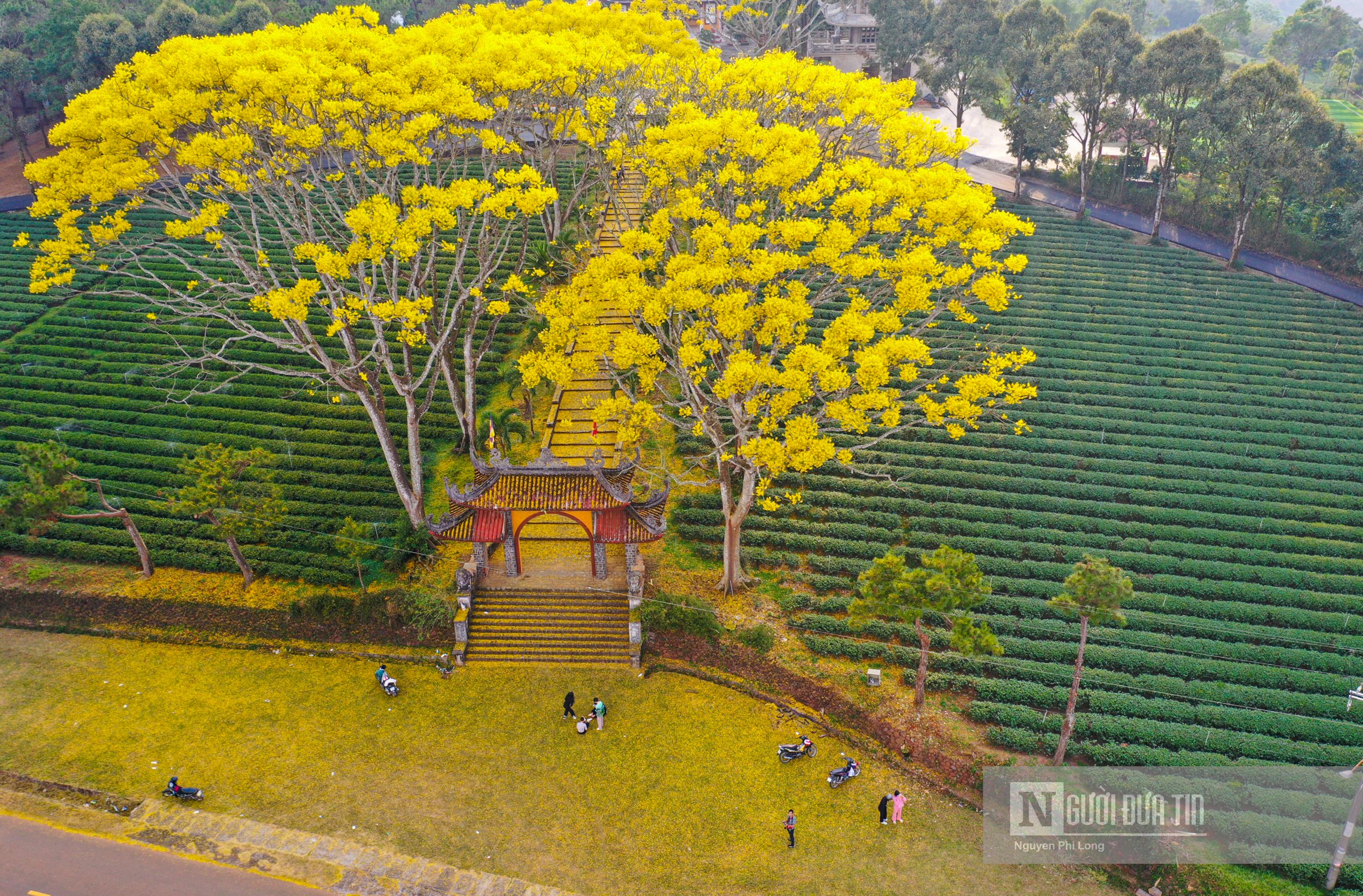 Sự kiện - Hoa phượng vàng ở Lâm Đồng nở rộ ngày đầu xuân Nhâm Dần (Hình 9).