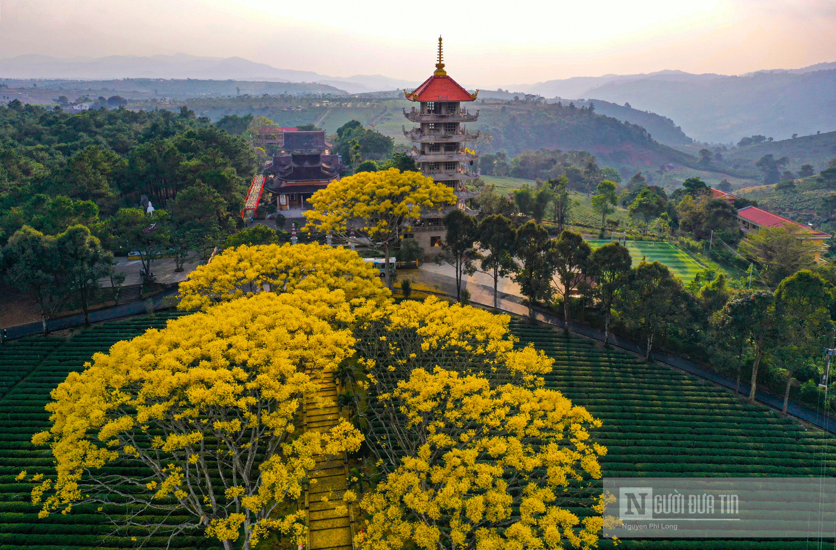 Sự kiện - Hoa phượng vàng ở Lâm Đồng nở rộ ngày đầu xuân Nhâm Dần (Hình 6).