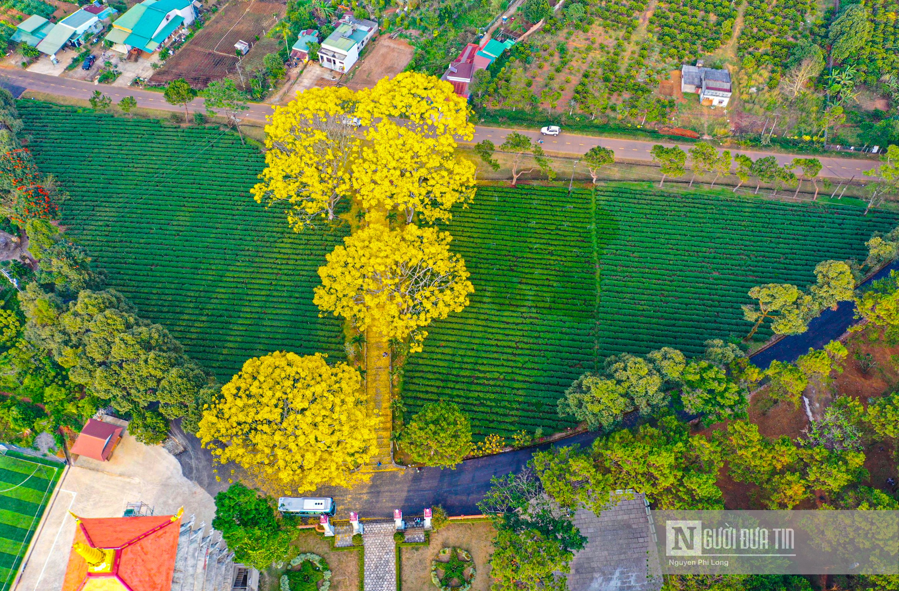 Sự kiện - Hoa phượng vàng ở Lâm Đồng nở rộ ngày đầu xuân Nhâm Dần (Hình 5).