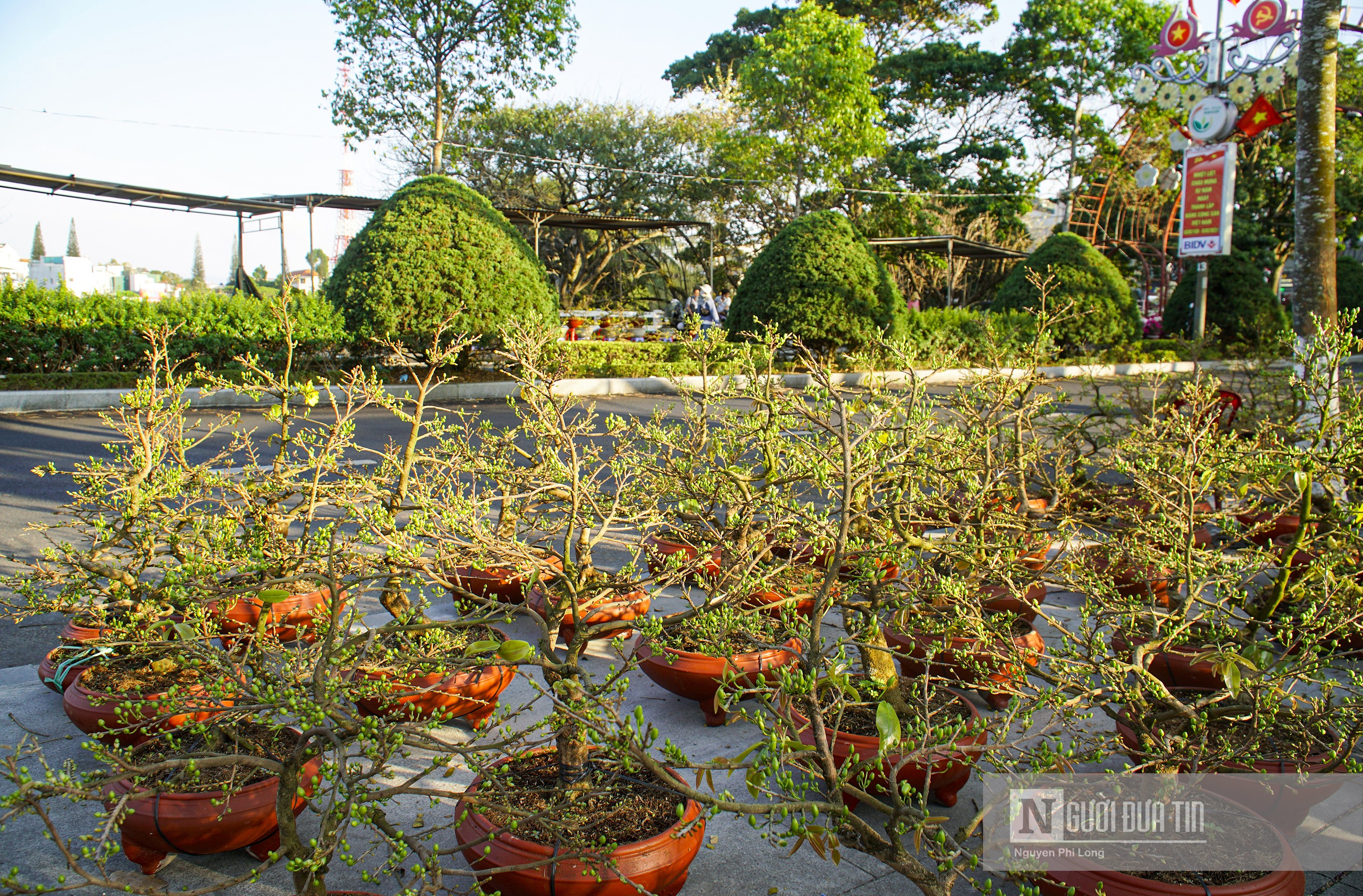 Dân sinh - Lâm Đồng: Thị trường hoa Tết trầm lắng ngày cuối năm (Hình 4).