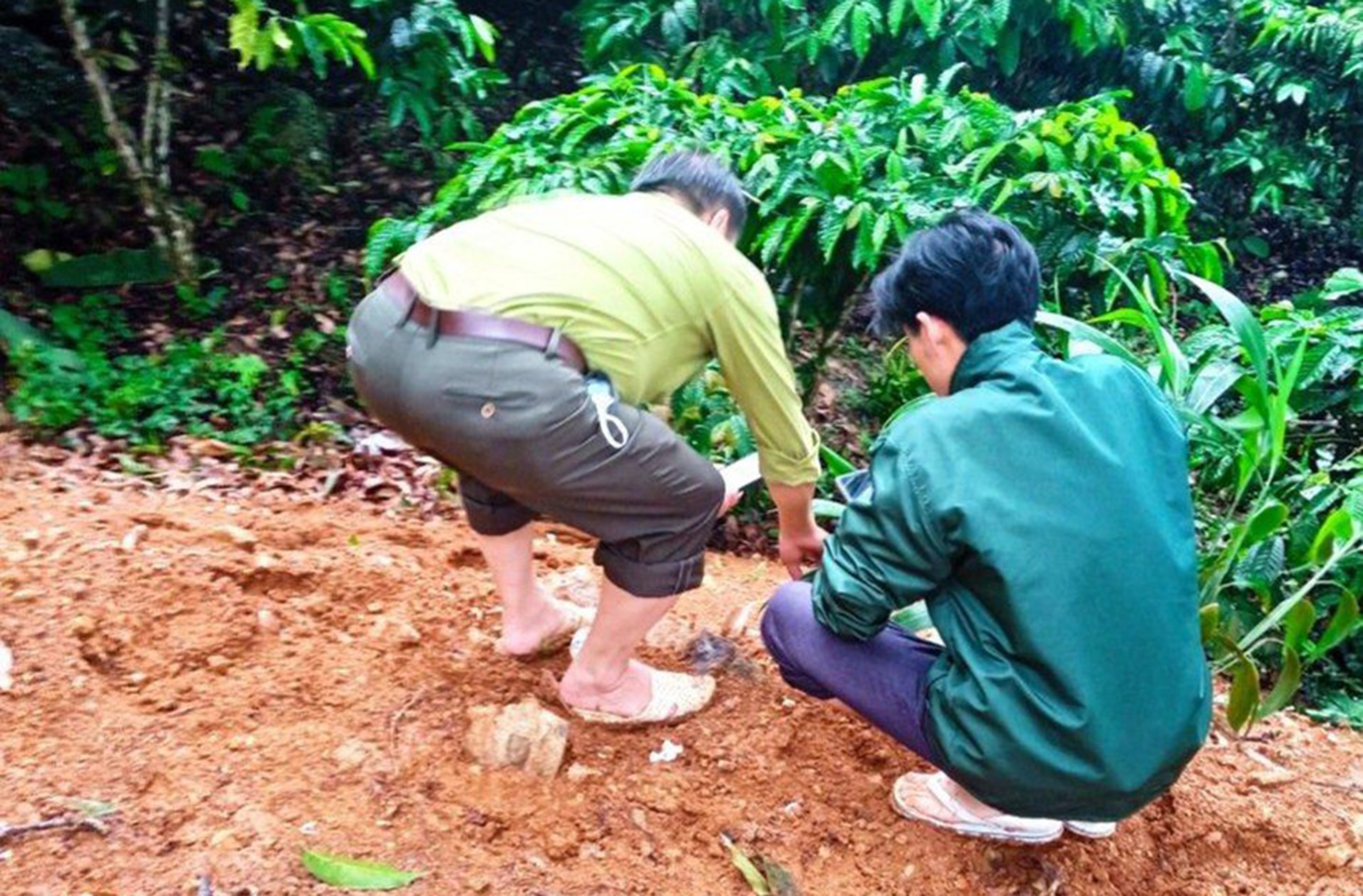 Dân sinh - Lâm Đồng: Cơ quan chức năng thông tin về việc Hổ xuất hiện trong rẫy cà phê (Hình 3).