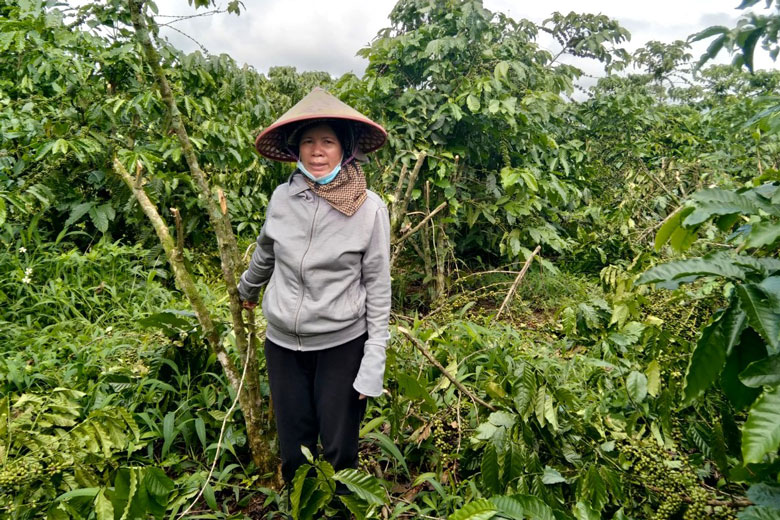 Hồ sơ điều tra - Lâm Đồng: Điều tra đối tượng chặt phá sầu riêng và cà phê của 2 hộ dân