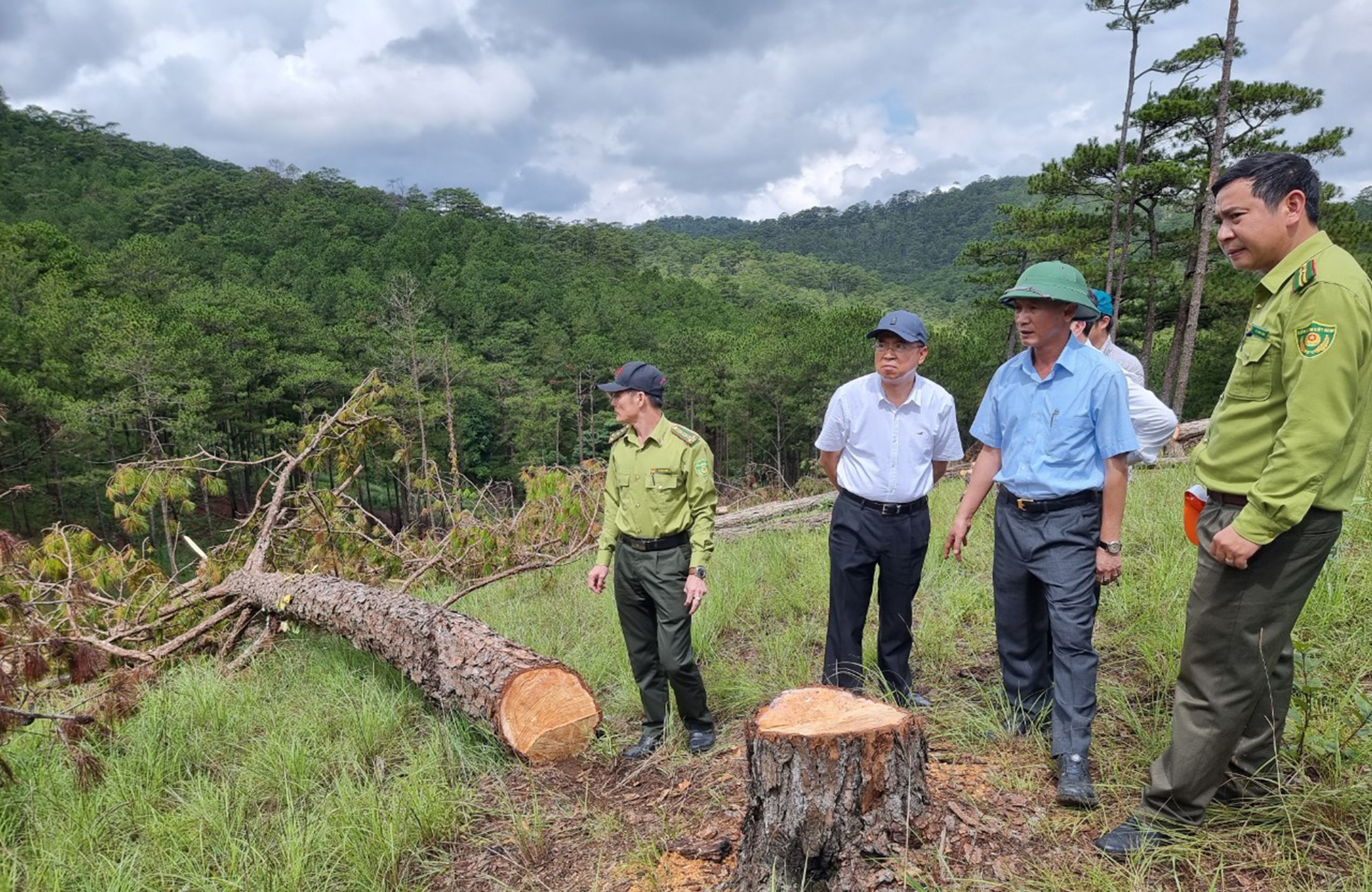 An ninh - Hình sự - Lâm Đồng: Khởi tố đối tượng phá rừng thông lớn nhất Tp.Đà Lạt