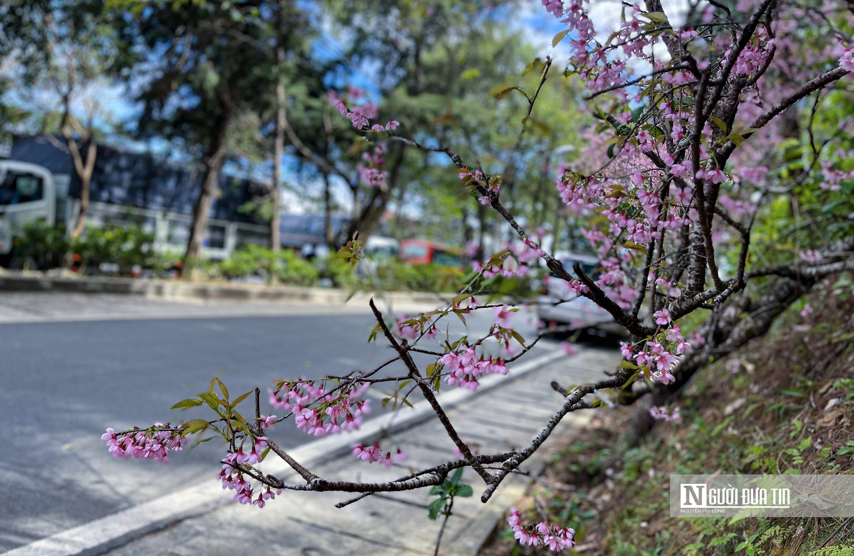 Văn hoá - Ngắm hoa mai anh đào nở rộ trên đường phố Đà Lạt (Hình 5).