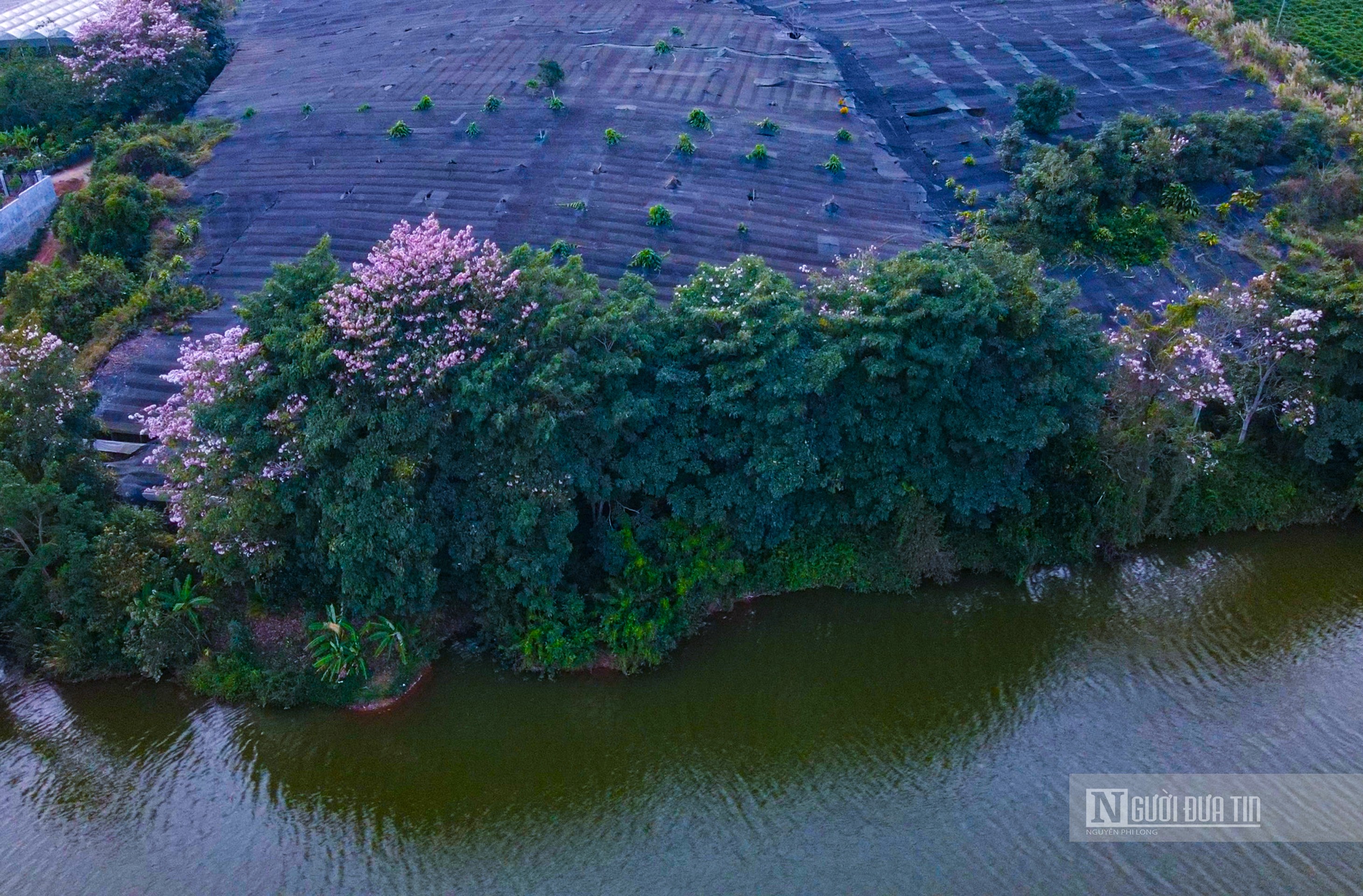 Văn hoá - Hoa kèn hồng khoe sắc bên hồ Nam Phương (Hình 8).