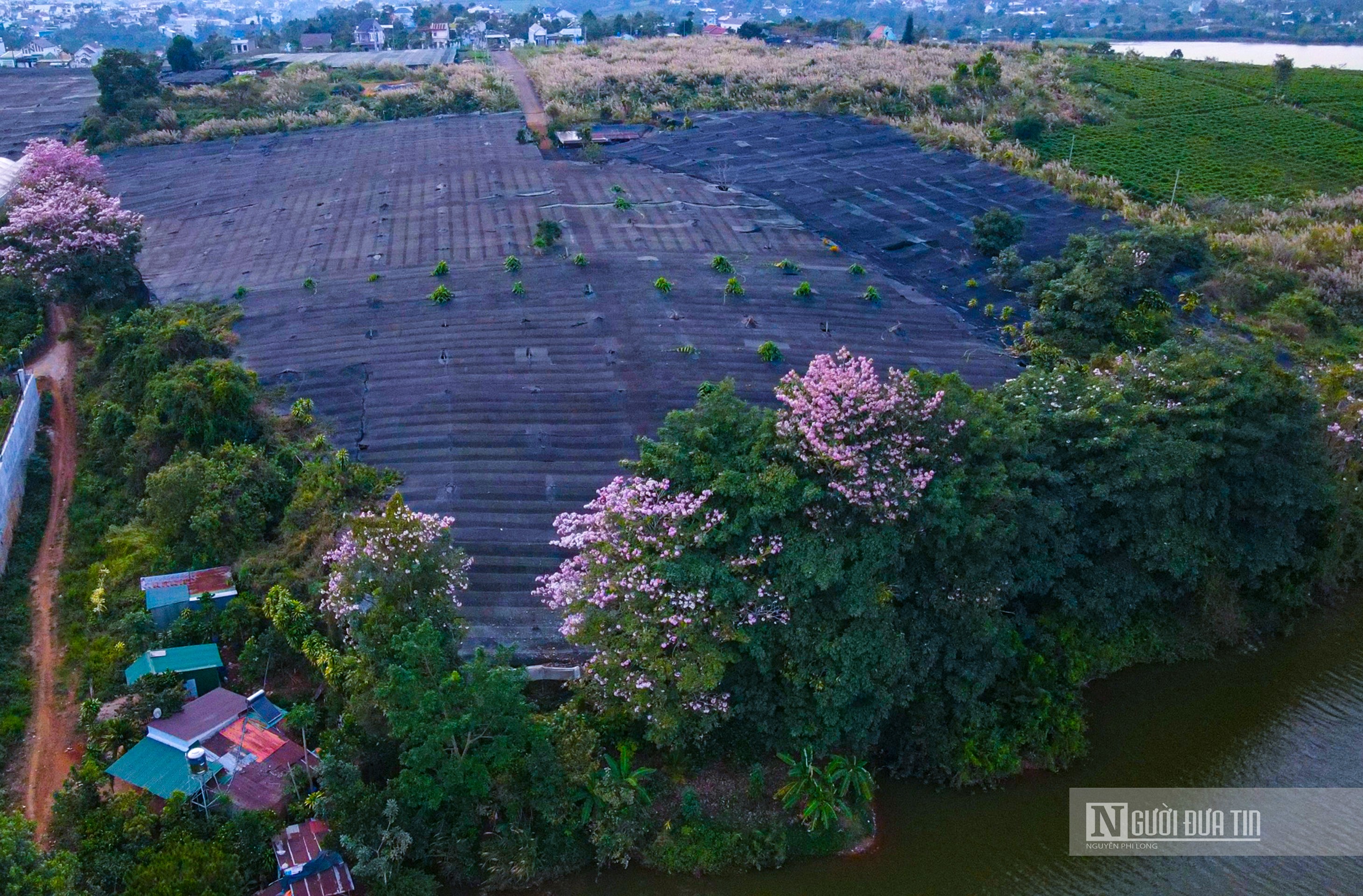 Văn hoá - Hoa kèn hồng khoe sắc bên hồ Nam Phương (Hình 7).