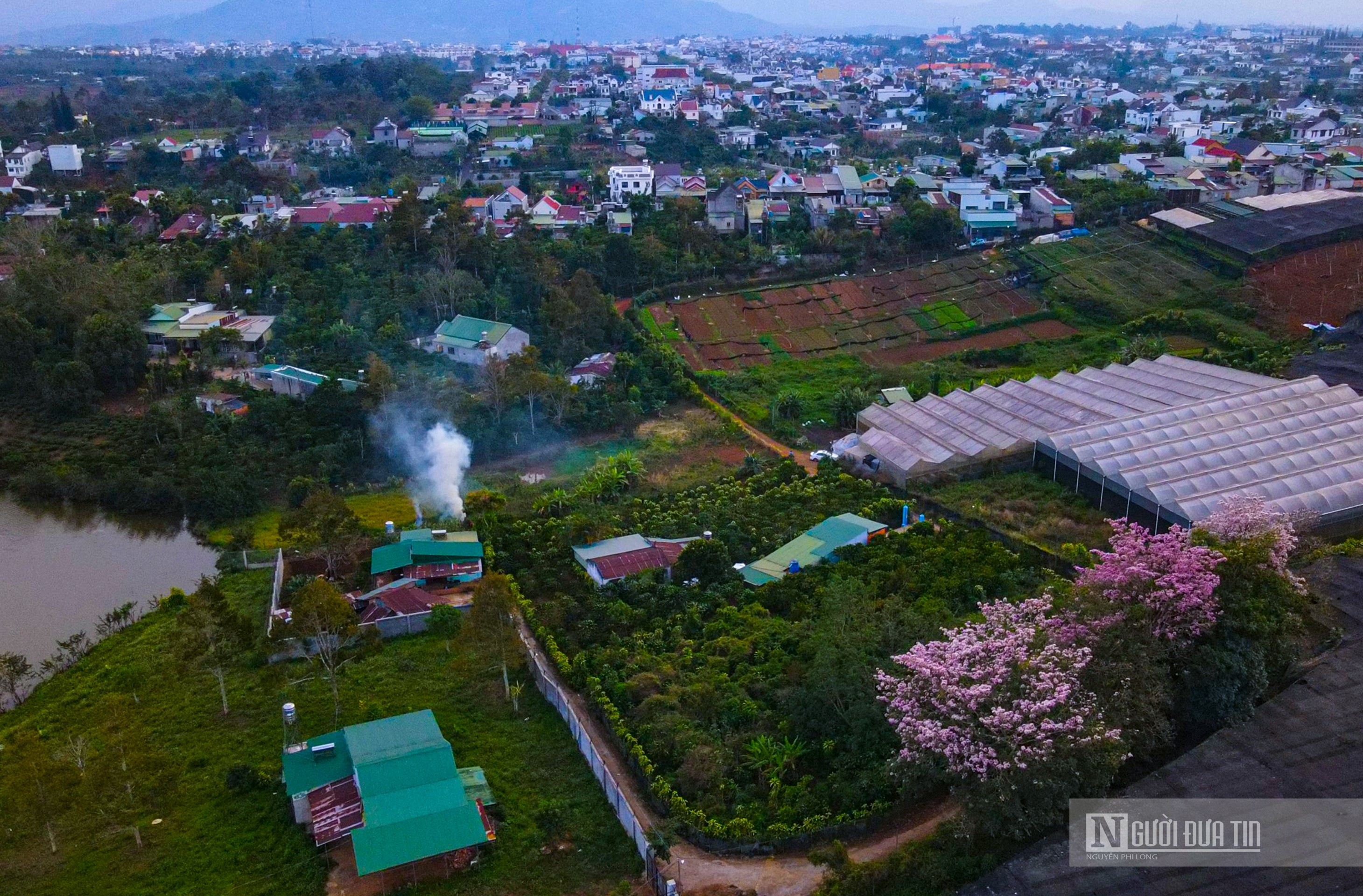 Văn hoá - Hoa kèn hồng khoe sắc bên hồ Nam Phương (Hình 5).