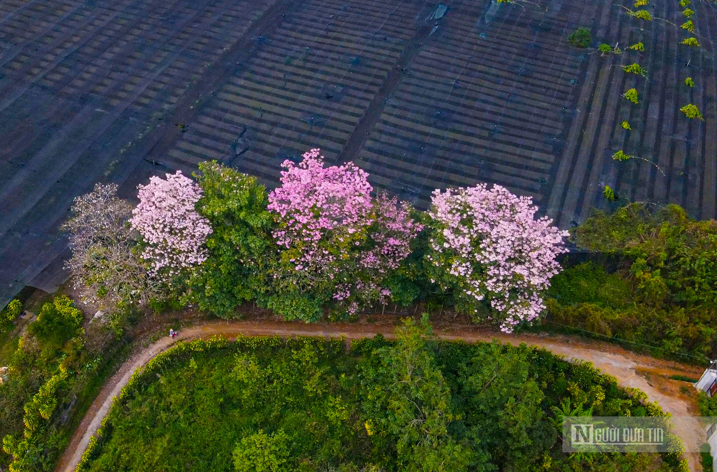 Văn hoá - Hoa kèn hồng khoe sắc bên hồ Nam Phương