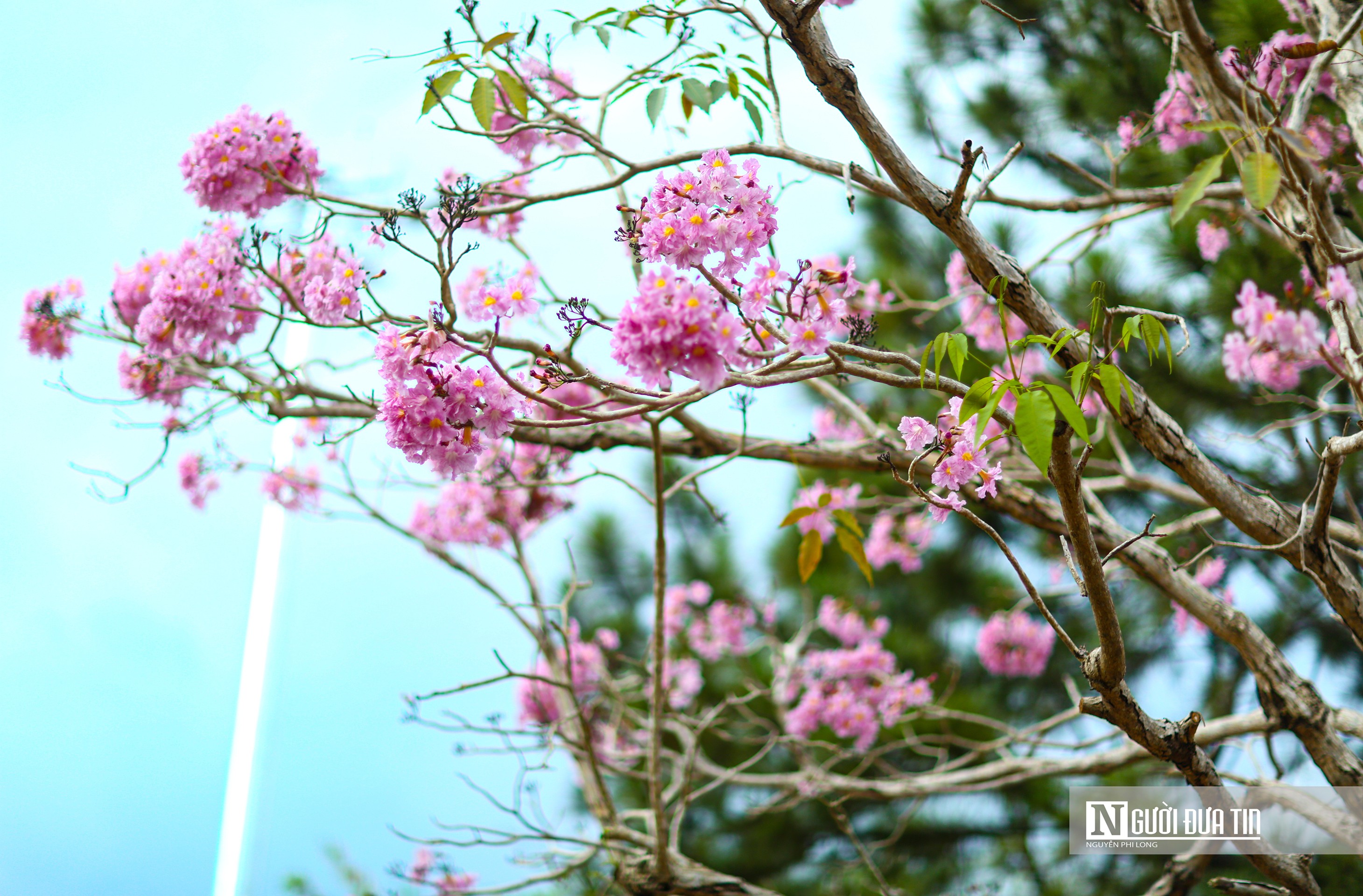 Văn hoá - Hoa kèn hồng khoe sắc bên hồ Nam Phương (Hình 6).