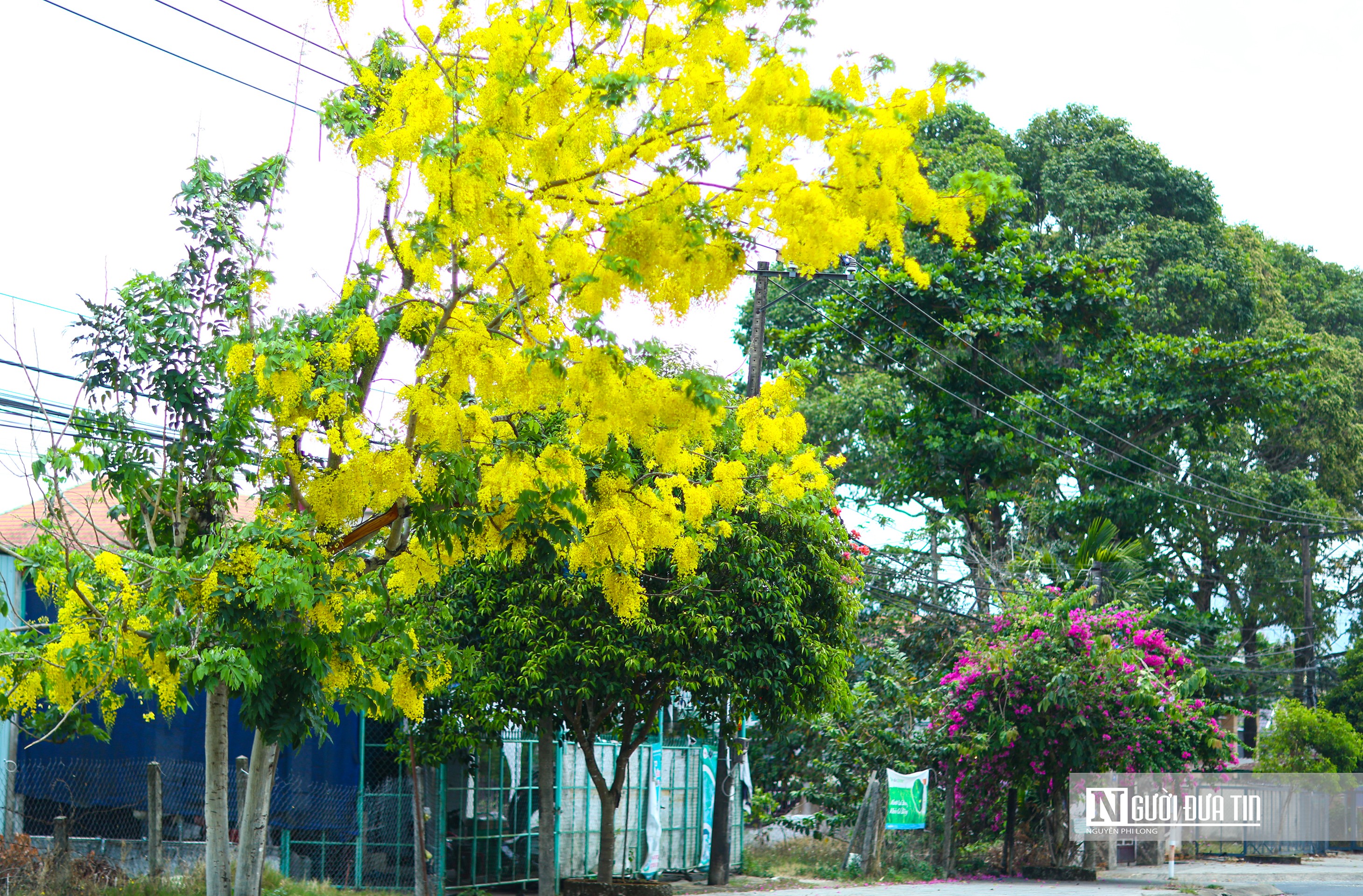 Văn hoá - Lâm Đồng: Muồng hoàng yến nở rộ trên thị trấn Ma Đa Guôi (Hình 13).