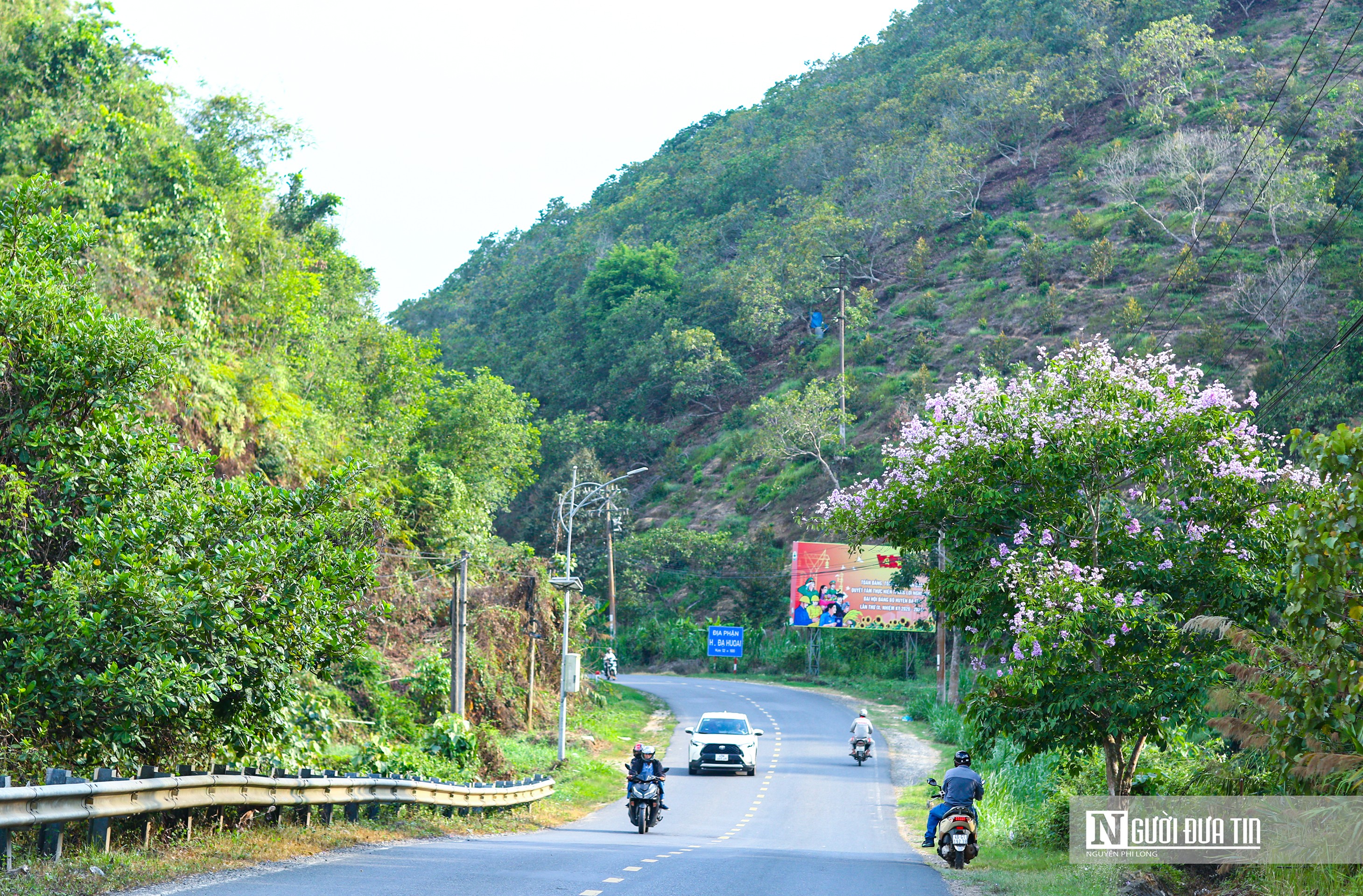 Văn hoá - Bằng lăng khoe sắc tím trên cao nguyên Lâm Đồng (Hình 7).