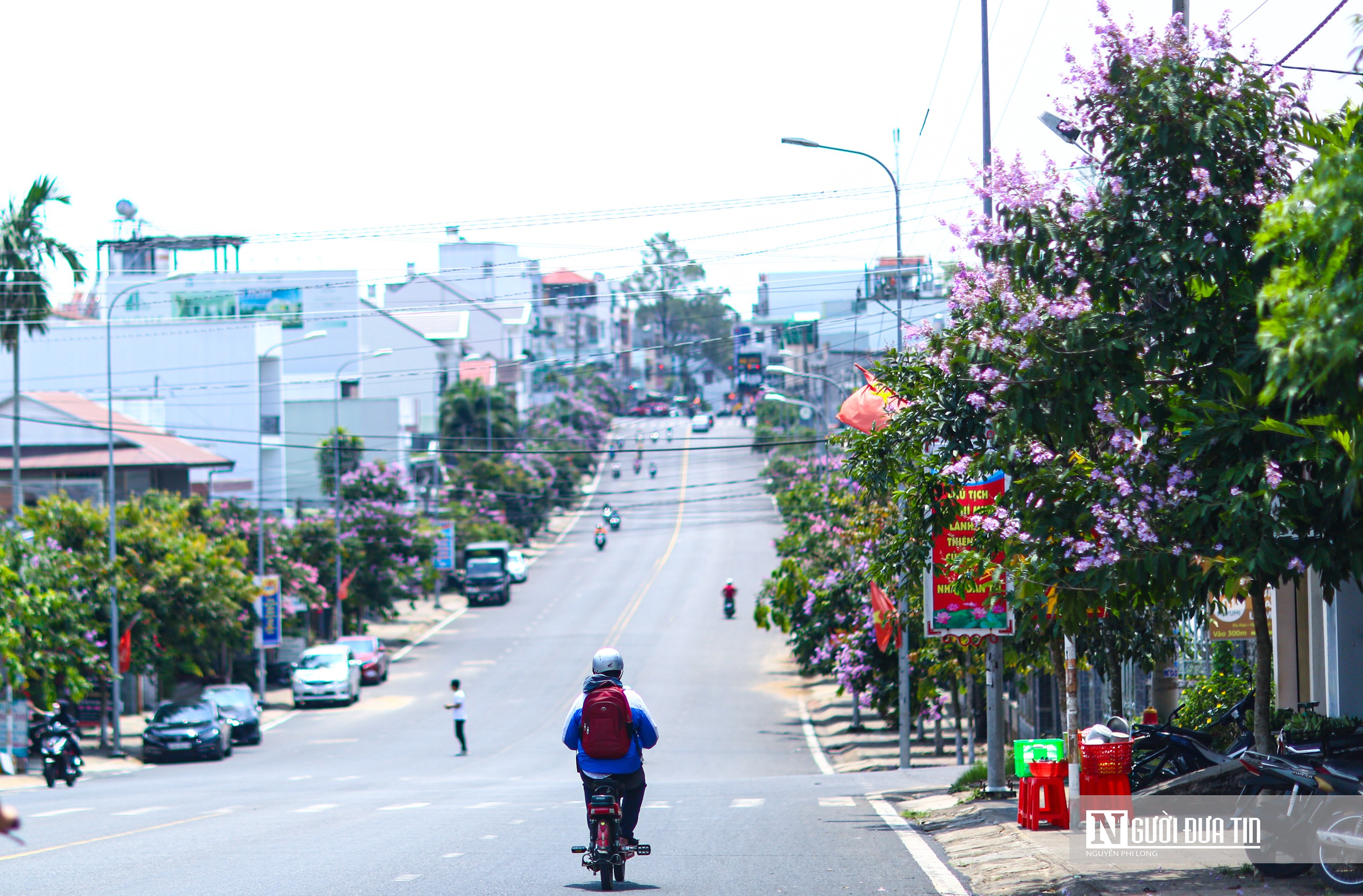 Văn hoá - Bằng lăng khoe sắc tím trên cao nguyên Lâm Đồng (Hình 6).