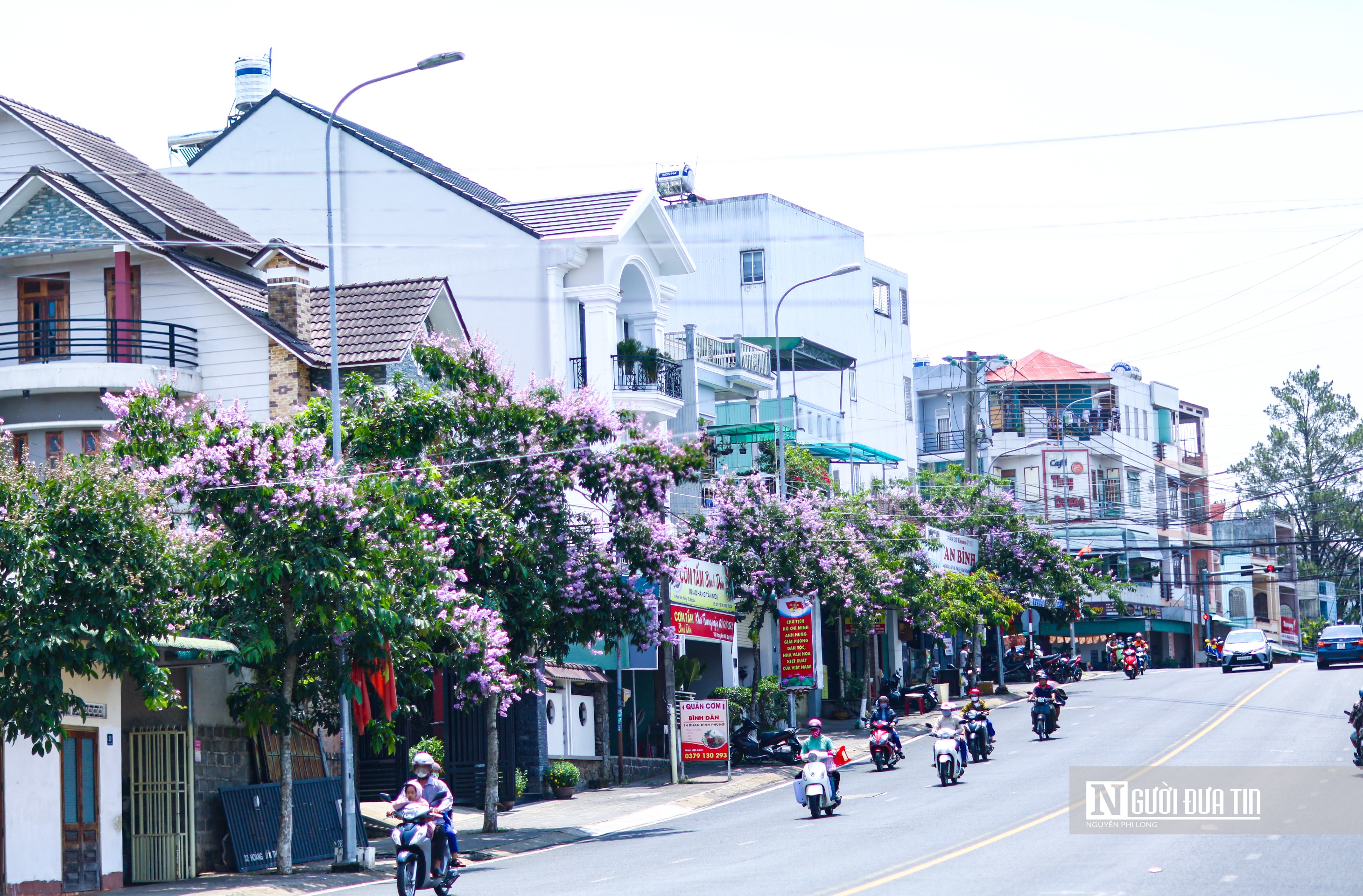 Văn hoá - Bằng lăng khoe sắc tím trên cao nguyên Lâm Đồng (Hình 4).