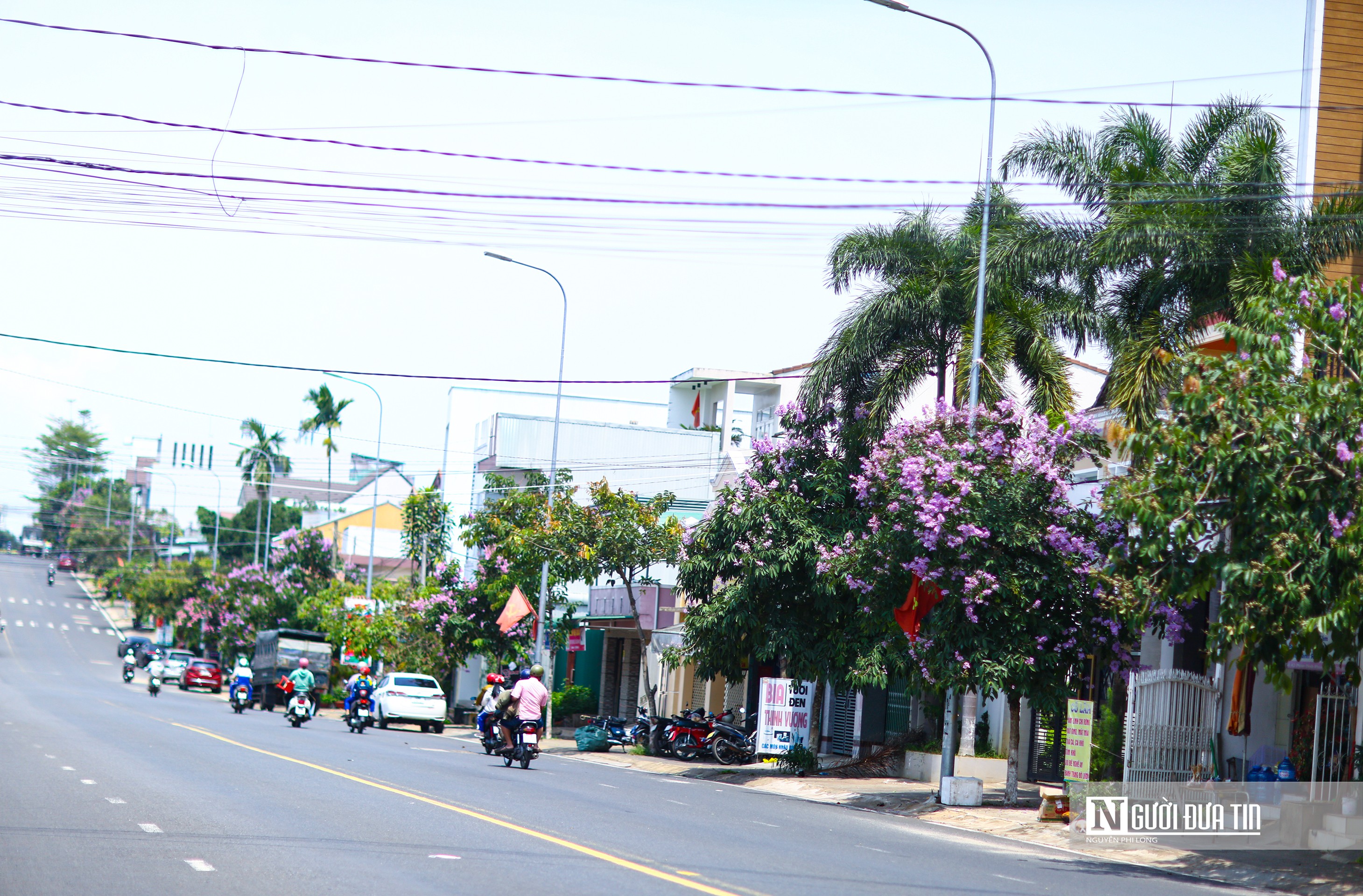 Văn hoá - Bằng lăng khoe sắc tím trên cao nguyên Lâm Đồng (Hình 3).