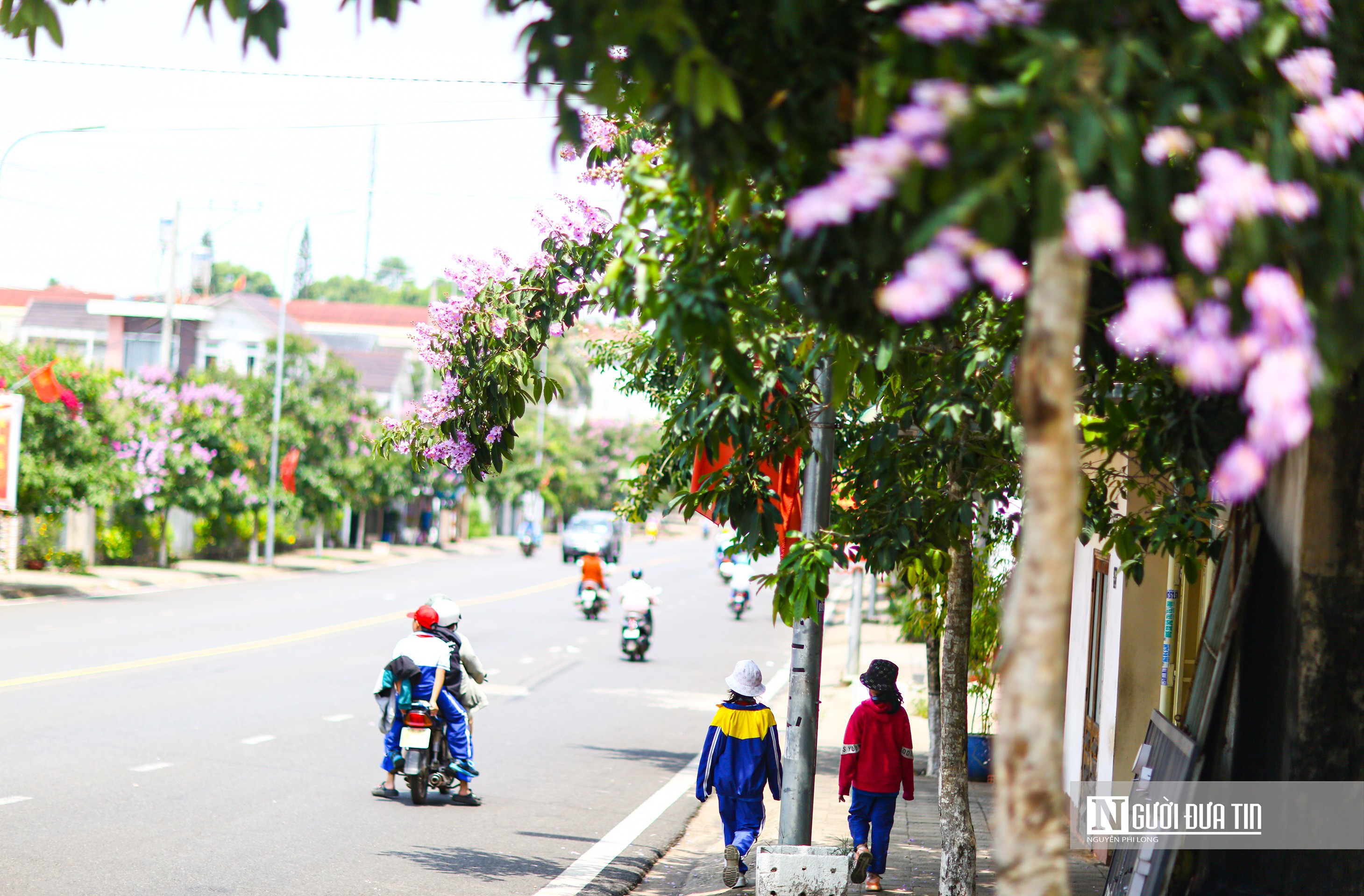 Văn hoá - Bằng lăng khoe sắc tím trên cao nguyên Lâm Đồng (Hình 2).