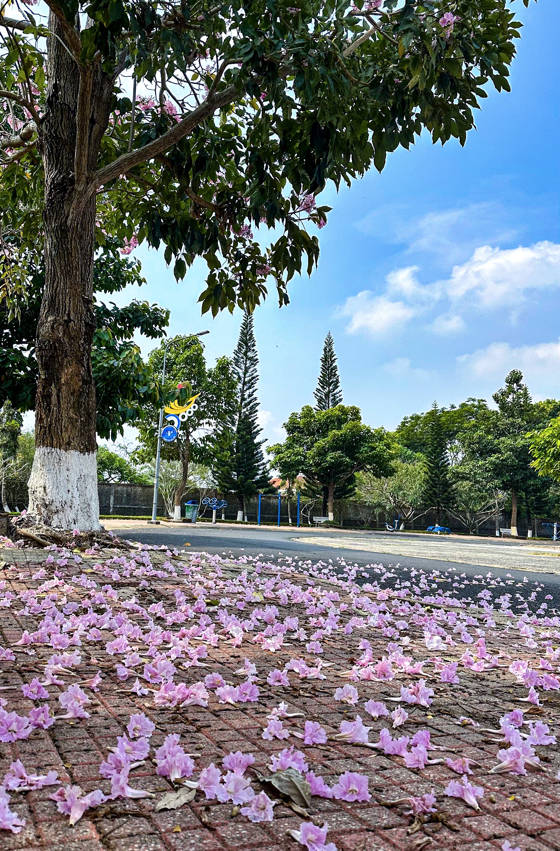 Dân sinh - Ngắm kèn hồng nở rộ trên cao nguyên (Hình 6).