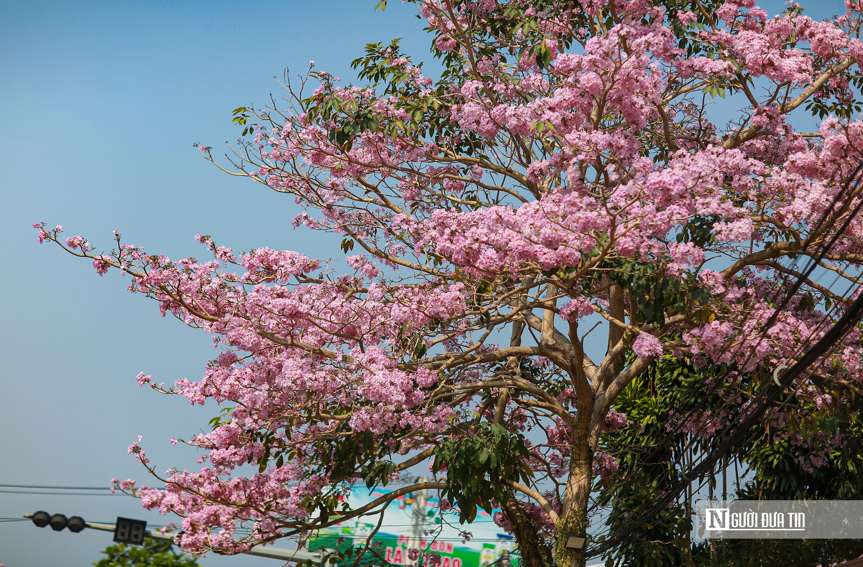 Dân sinh - Ngắm kèn hồng nở rộ trên cao nguyên (Hình 3).