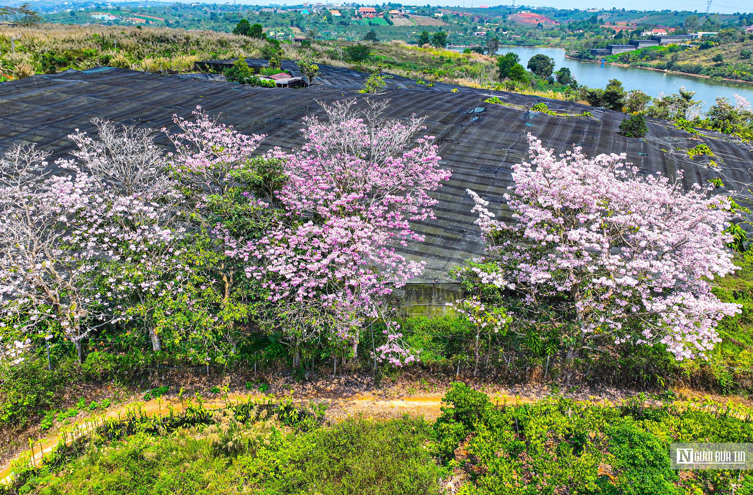 Dân sinh - Ngắm kèn hồng nở rộ trên cao nguyên (Hình 7).