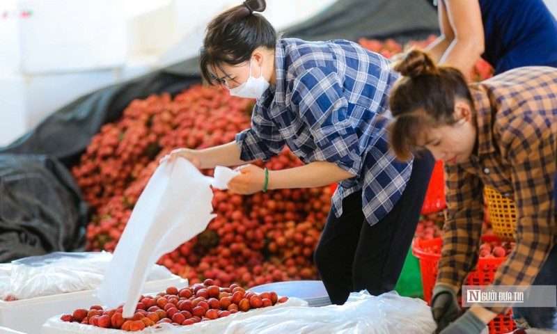 Xu hướng thị trường - Chậm trễ kiểm dịch nông sản nhập khẩu vào Úc, doanh nghiệp Việt cần lưu ý gì?