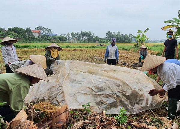 Môi trường - Hà Nội: Tận dụng 'nguồn tài nguyên' rơm rạ (Hình 4).