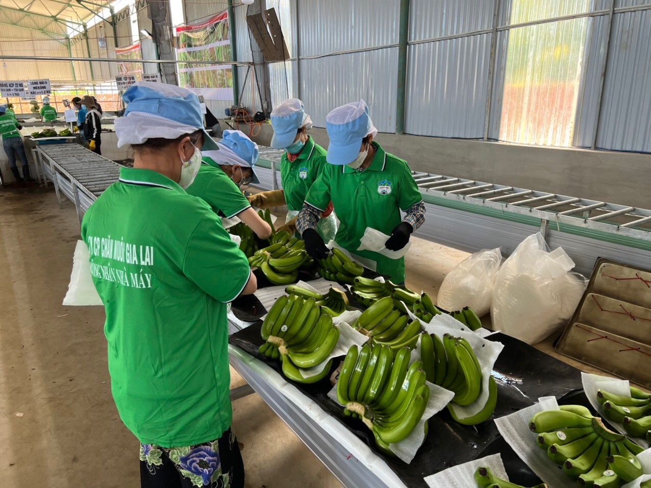 Hồ sơ doanh nghiệp - Sau 'heo ăn chuối', Hoàng Anh Gia Lai nuôi gà (Hình 2).