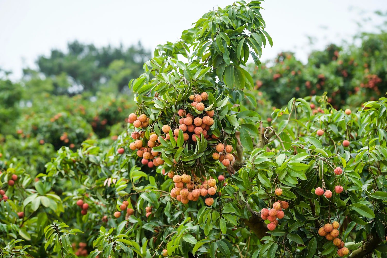 Xu hướng thị trường - Gắn quả vải vào câu chuyện du lịch nông nghiệp, nông thôn tại Lục Ngạn