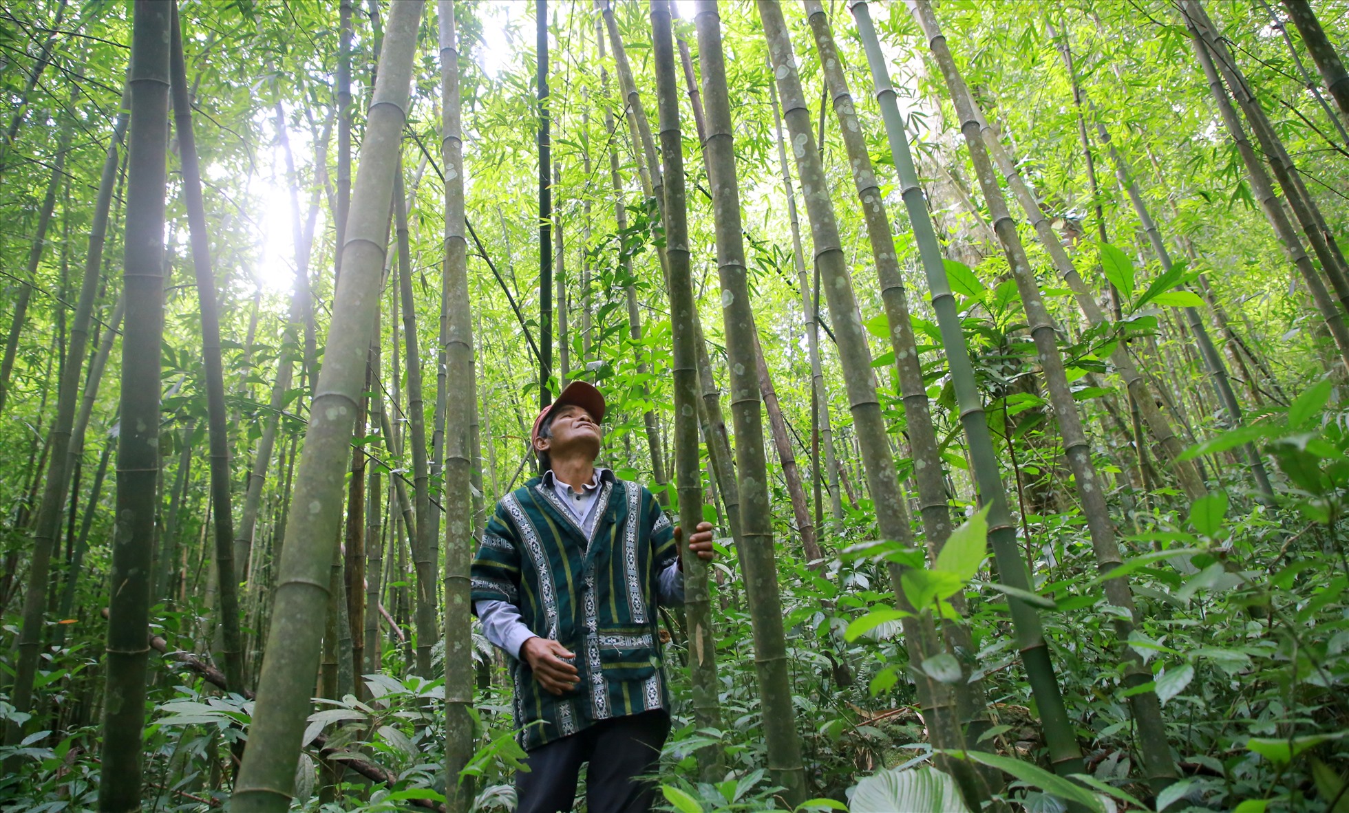 Môi trường - Vận động các thành phần kinh tế tham gia bảo vệ, phát triển rừng