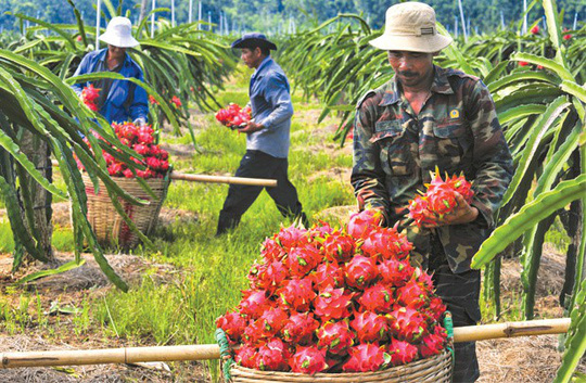 Tiêu dùng & Dư luận - Xuất khẩu trái cây kỳ vọng kéo lại đơn hàng dịp cuối năm 