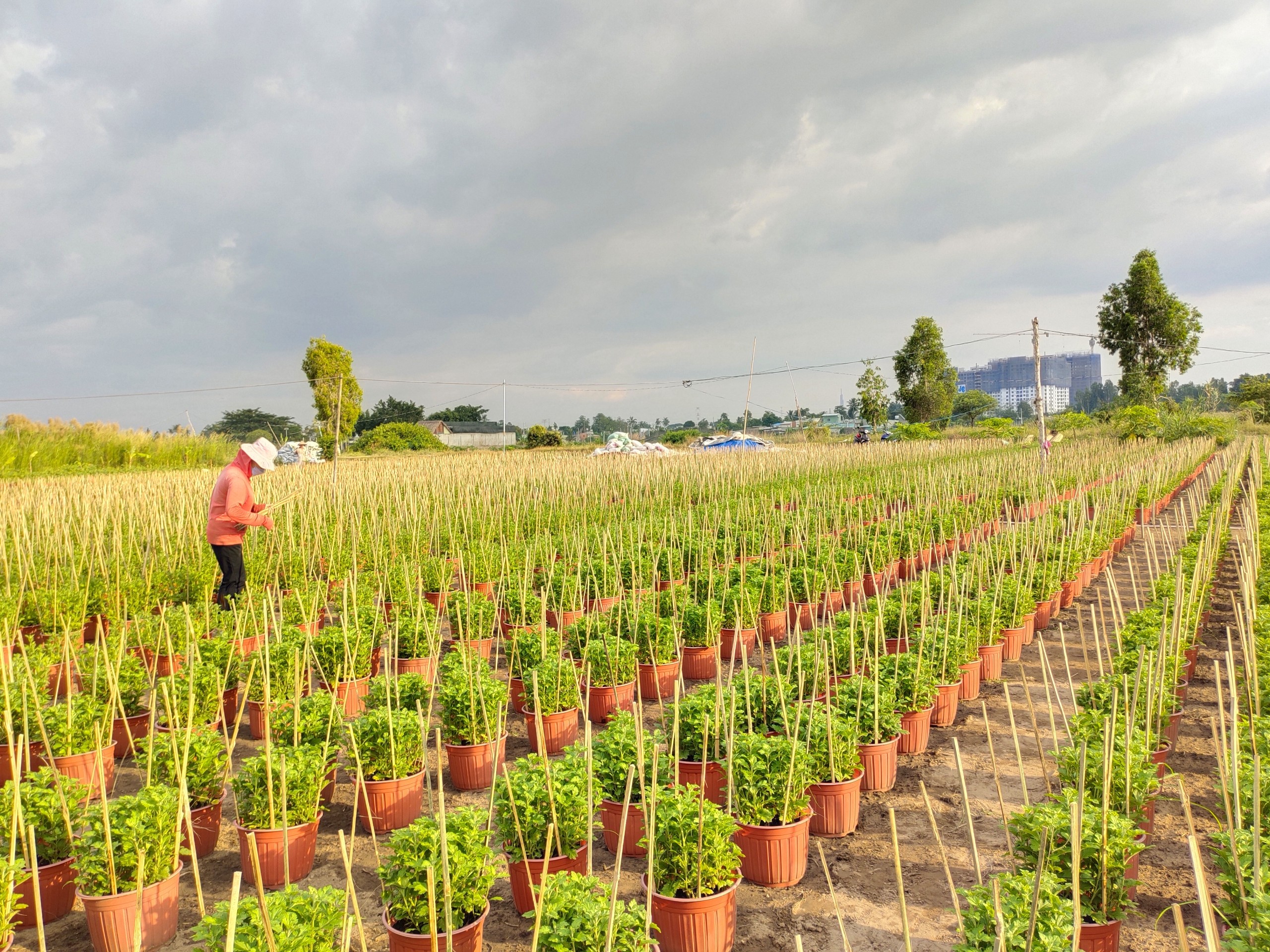 Dân sinh - Tp.HCM: Người trồng hoa thấp thỏm trước Tết Nguyên đán