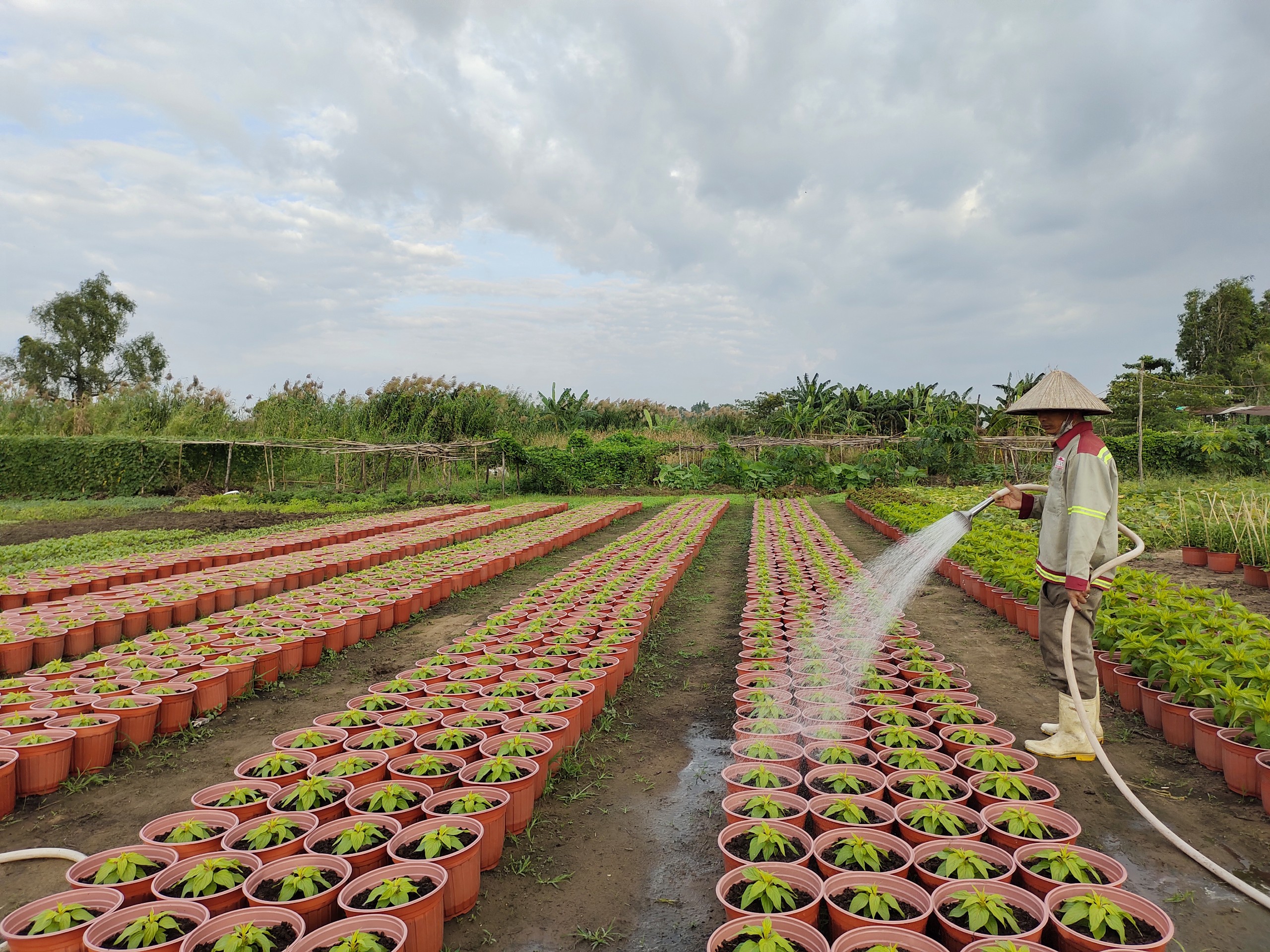 Dân sinh - Tp.HCM: Người trồng hoa thấp thỏm trước Tết Nguyên đán (Hình 2).