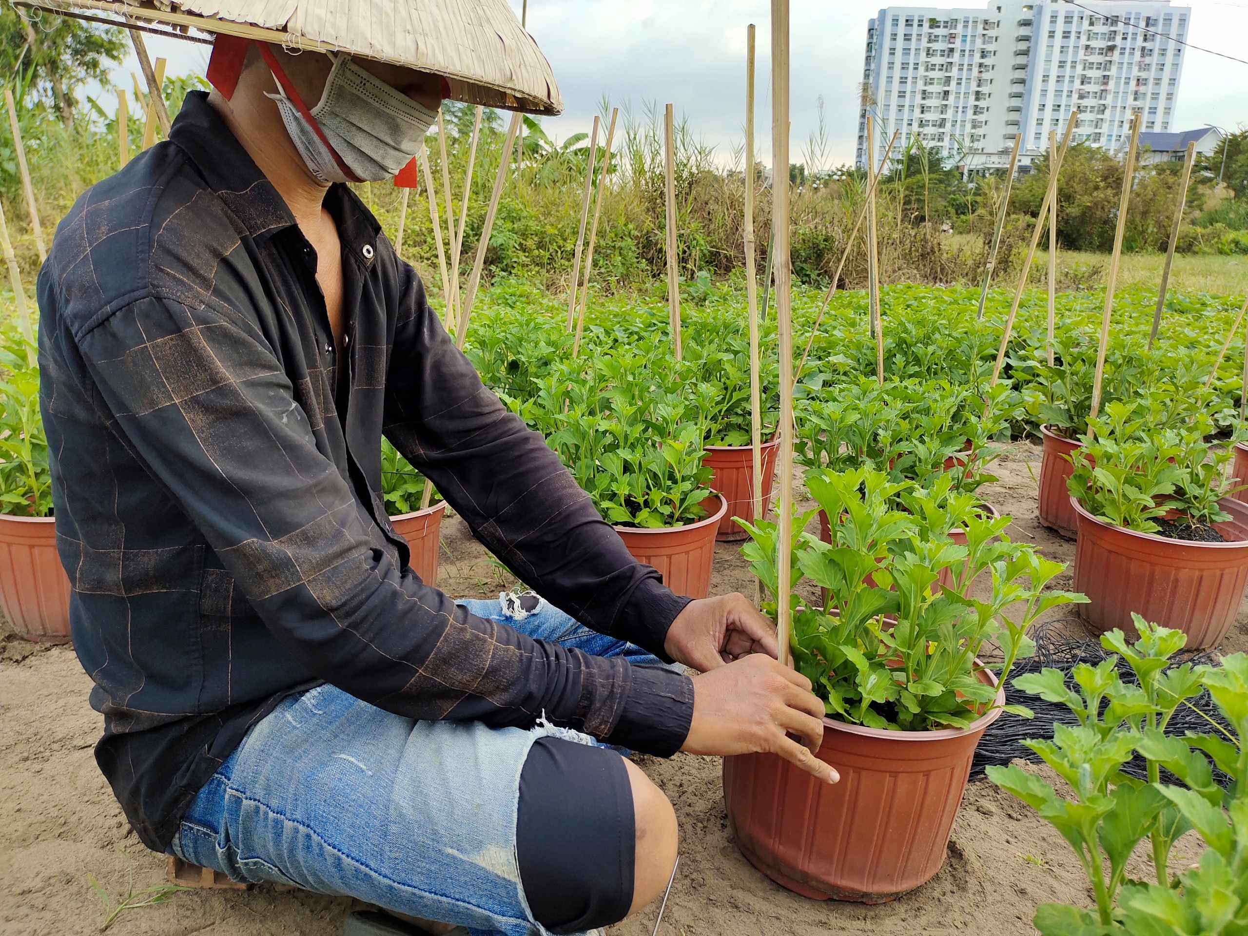 Dân sinh - Tp.HCM: Người trồng hoa thấp thỏm trước Tết Nguyên đán (Hình 4).