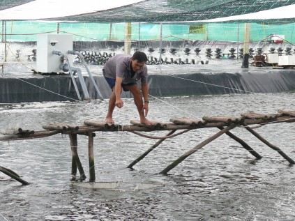 Đầu tư - Cà Mau: Tăng thu nhập nhờ mô hình nuôi tôm siêu thâm canh (Hình 3).