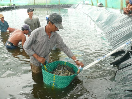 Đầu tư - Cà Mau: Tăng thu nhập nhờ mô hình nuôi tôm siêu thâm canh (Hình 5).