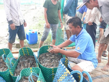 Đầu tư - Cà Mau: Tăng thu nhập nhờ mô hình nuôi tôm siêu thâm canh (Hình 6).