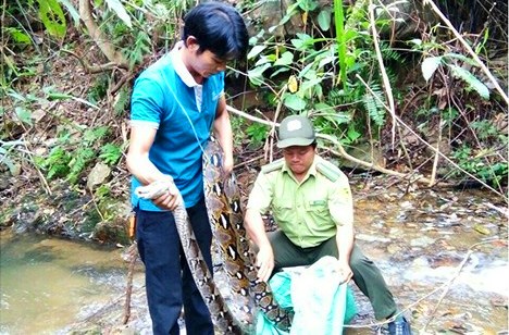 Xã hội - Khánh Hòa: Đầu bếp giao nộp trăn gấm quý giá cho khu bảo tồn