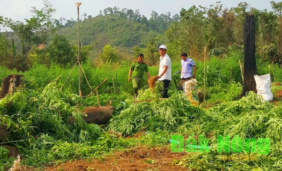 Phát hiện, tiêu hủy hơn 7.000 cây cần sa trồng trái phép tại Đắk Nông