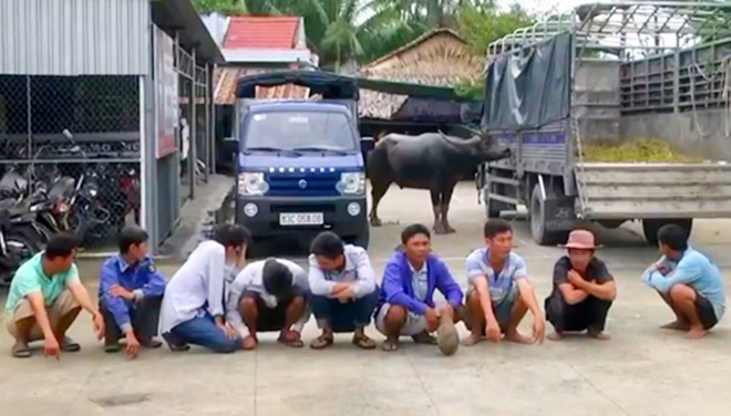 An ninh - Hình sự - Bắt quả tang hàng chục nông dân tổ chức chọi trâu ăn tiền