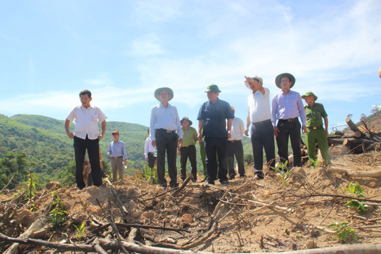 Hồ sơ điều tra - Bình Định: Trả hồ sơ 'đại án” phá rừng để thẩm định lại (Hình 2).