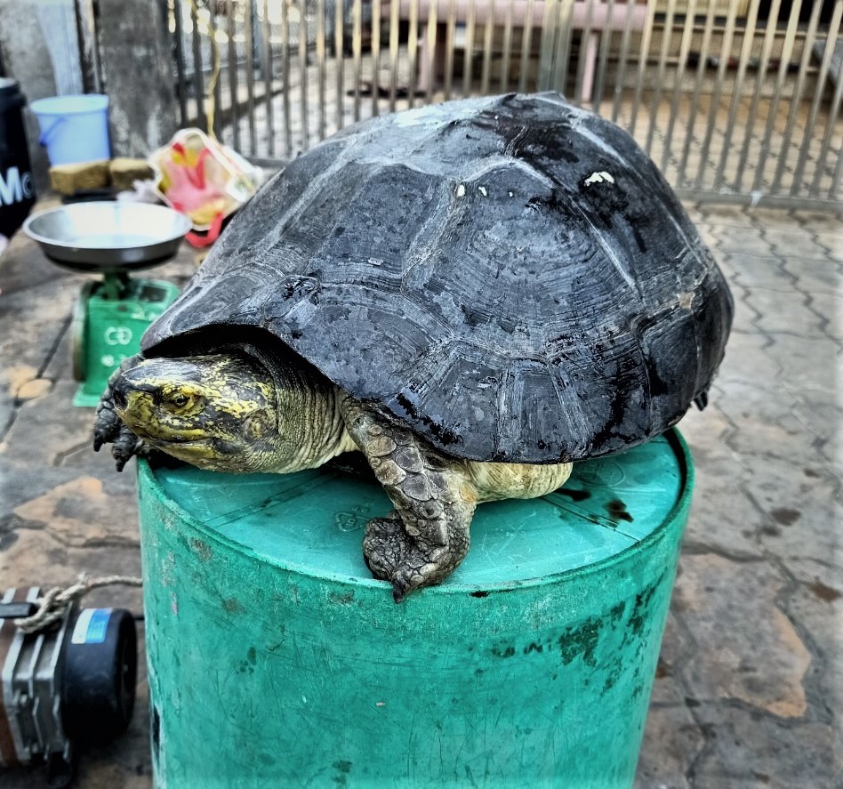 Tin nhanh - Cụ ông bắt được rùa 'khủng', nhiều họa tiết lạ ở Tiền Giang quyết không bán cho người trả giá cao (Hình 3).